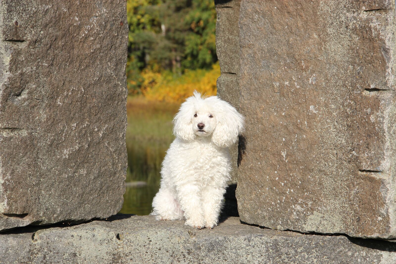 Canon EOS 550D (EOS Rebel T2i / EOS Kiss X4) sample photo. Poodle, the poodle, stone photography