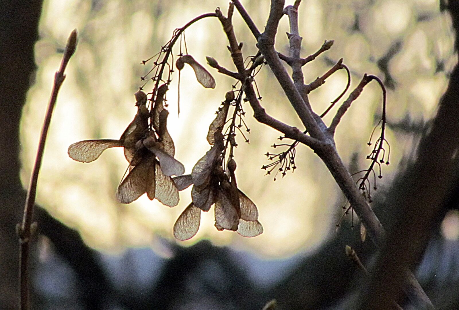Canon PowerShot SX30 IS sample photo. Seeds, winter, morning photography