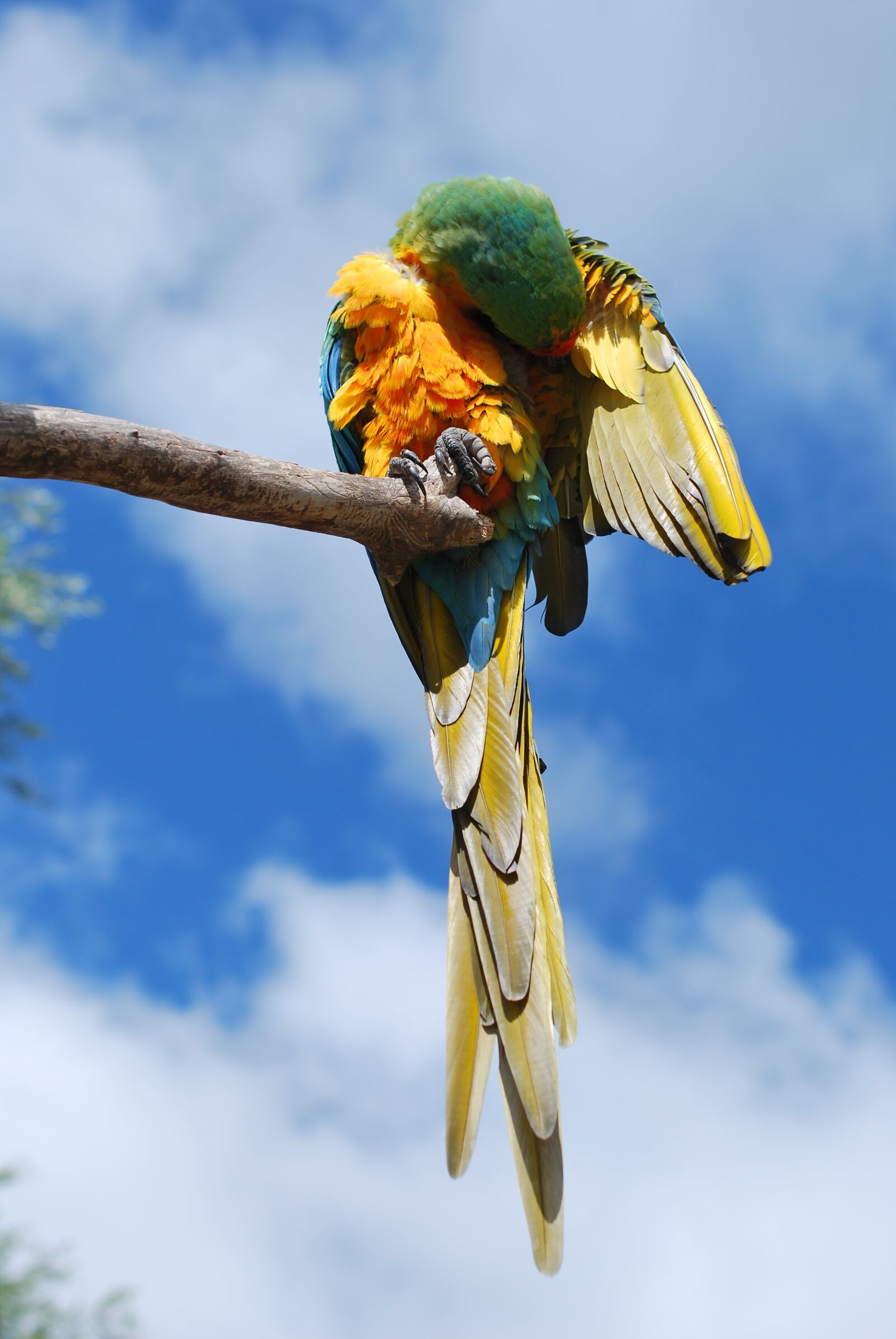 Nikon D60 sample photo. Parrot, bird, nature photography