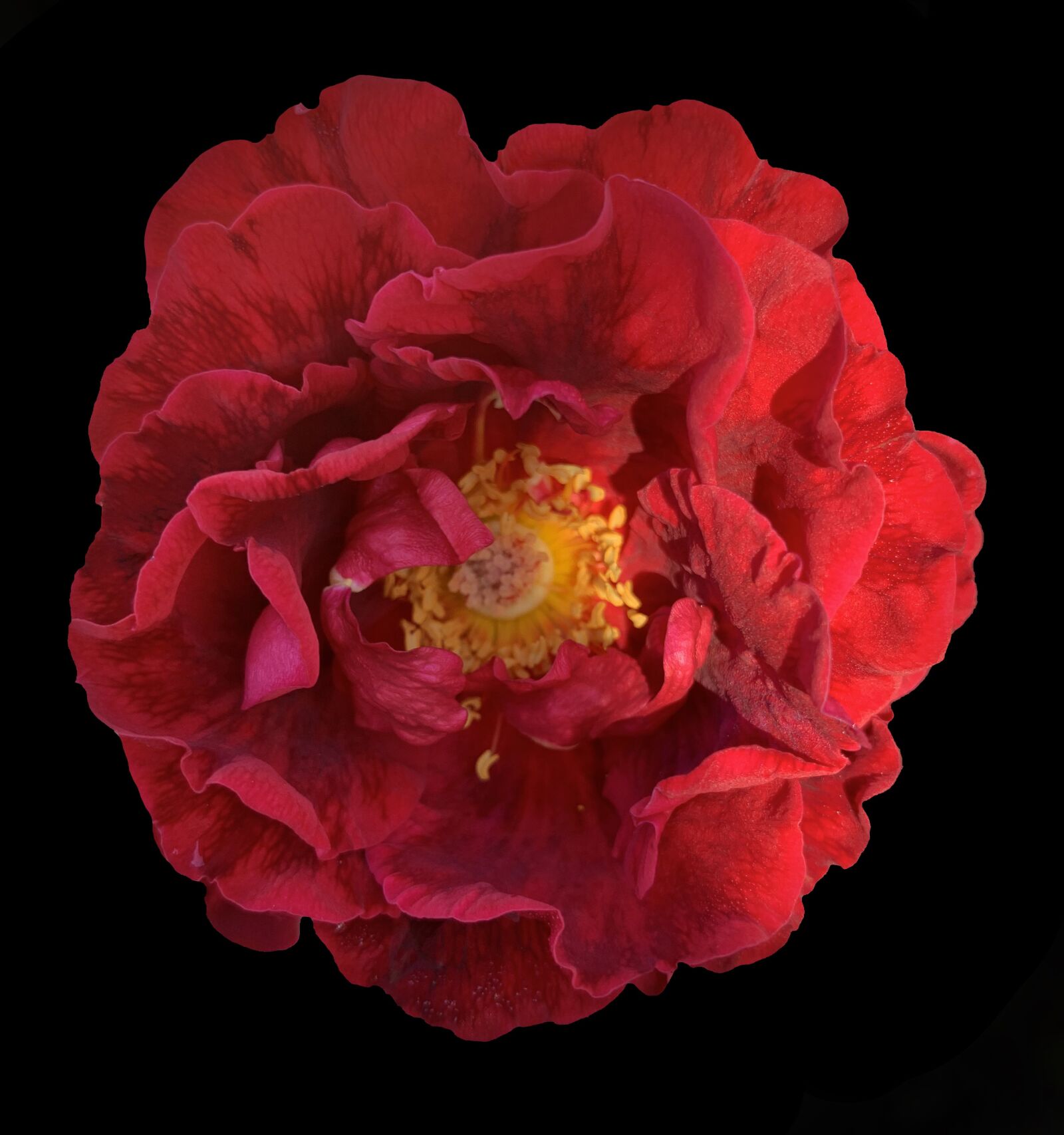 Apple iPhone XS sample photo. Rose, red, petals photography