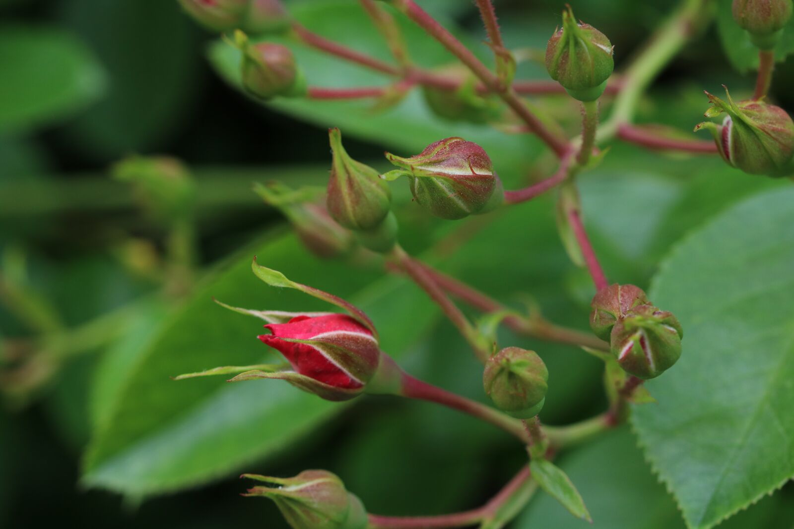 Canon EOS 750D (EOS Rebel T6i / EOS Kiss X8i) sample photo. Rose, rose festival, nature photography