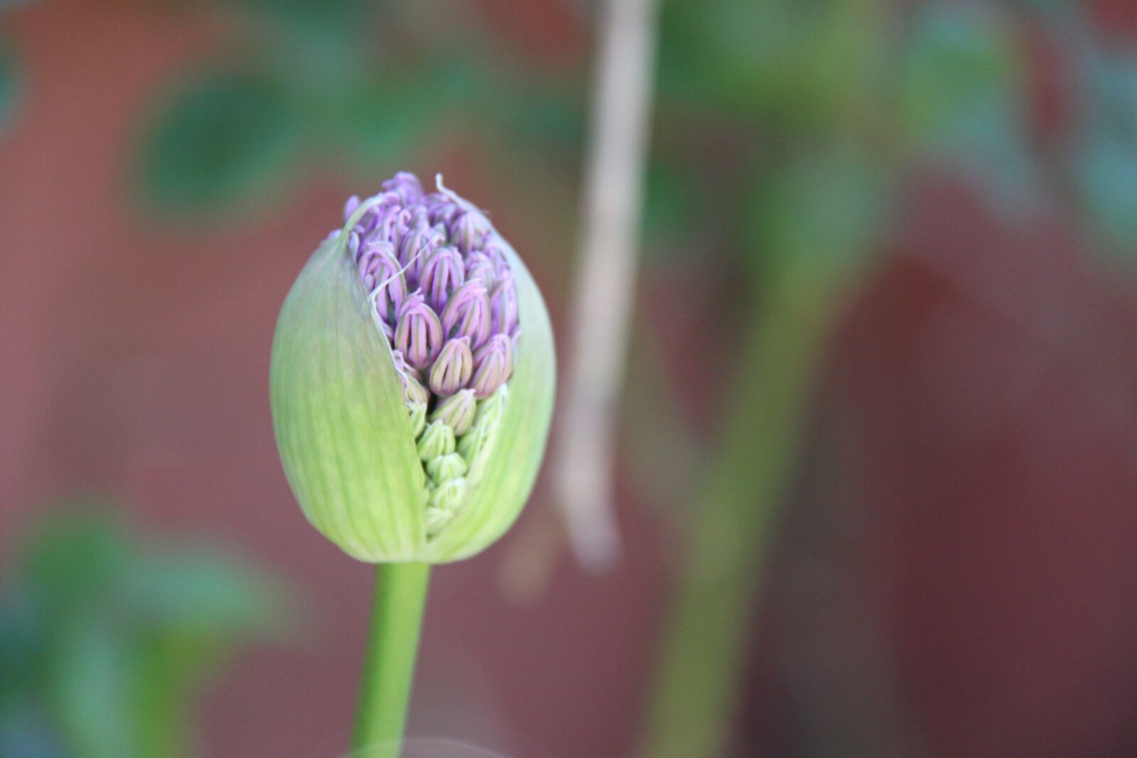 Canon EOS 50D sample photo. Flower, blossom, bloom photography