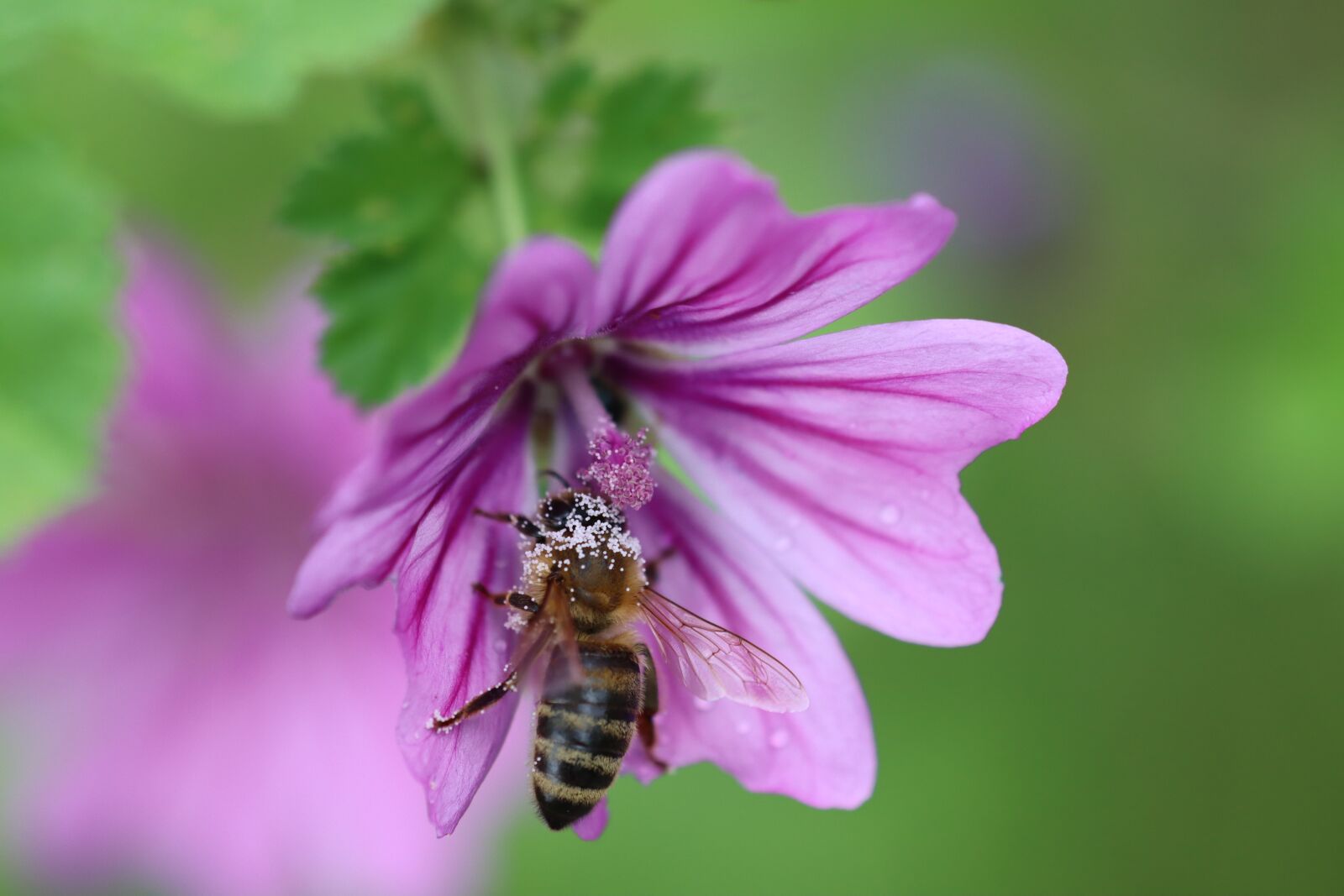 Canon EOS 90D sample photo. Bee, hummel, flower photography