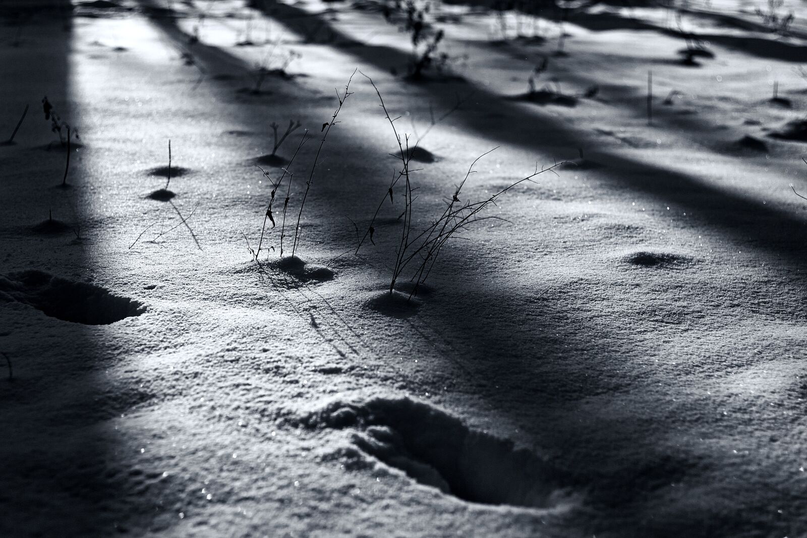 Canon EOS-1D Mark II sample photo. Black and white, outdoors photography