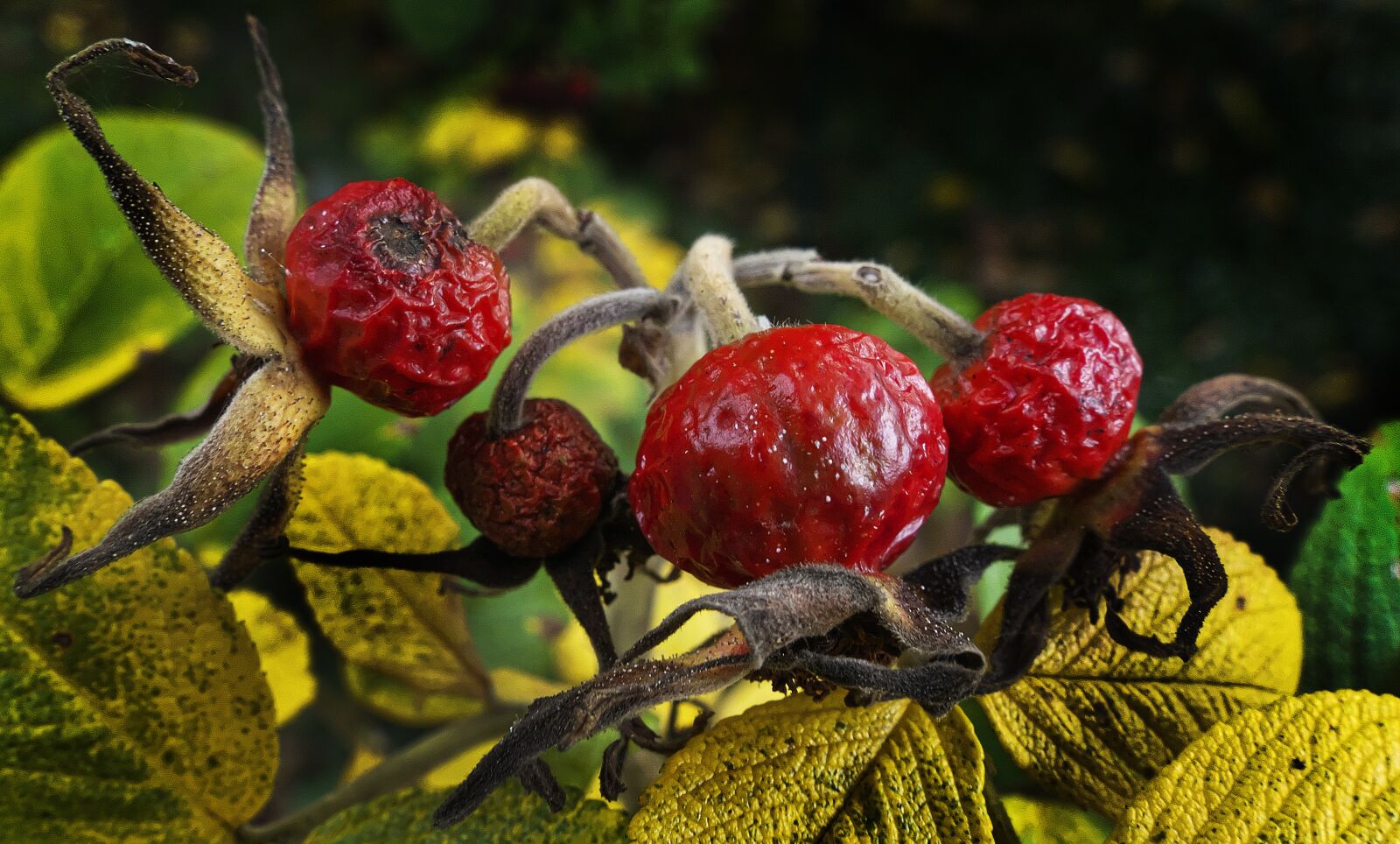 Panasonic Lumix DMC-FZ1000 sample photo. Rose hip, rose apples photography