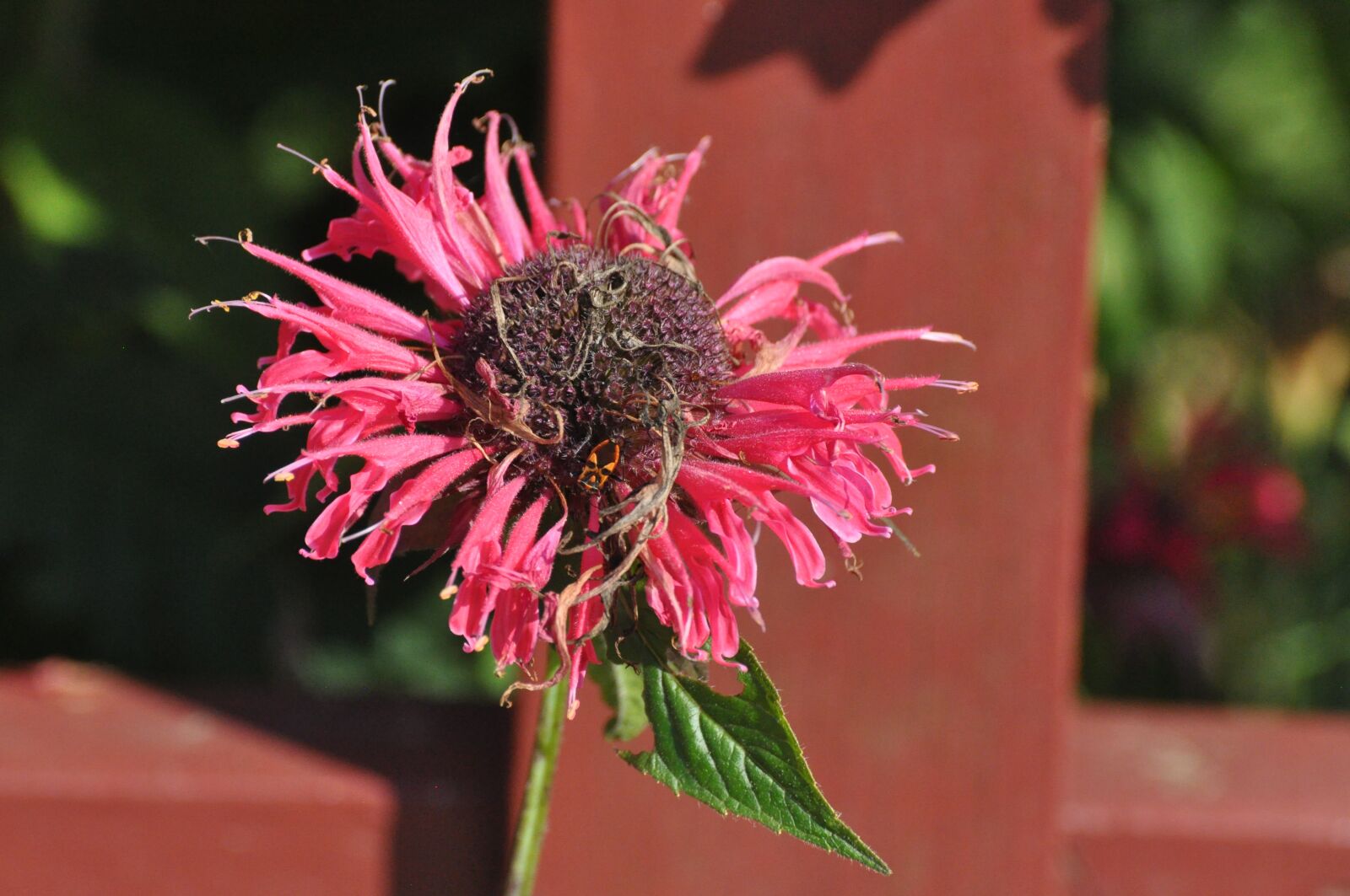 Nikon D90 sample photo. Flowers, summer, garden photography
