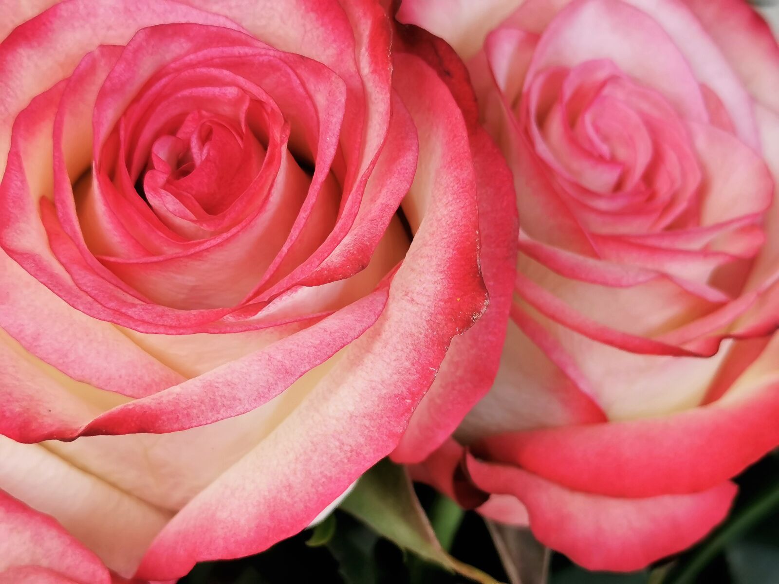 HUAWEI P30 sample photo. White pink roses, blooming photography