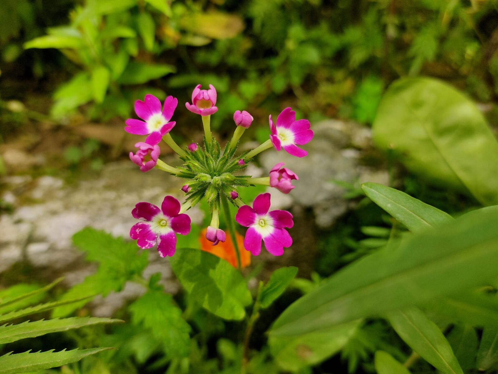 Realme 5 PRO sample photo. Red flower, close, garden photography