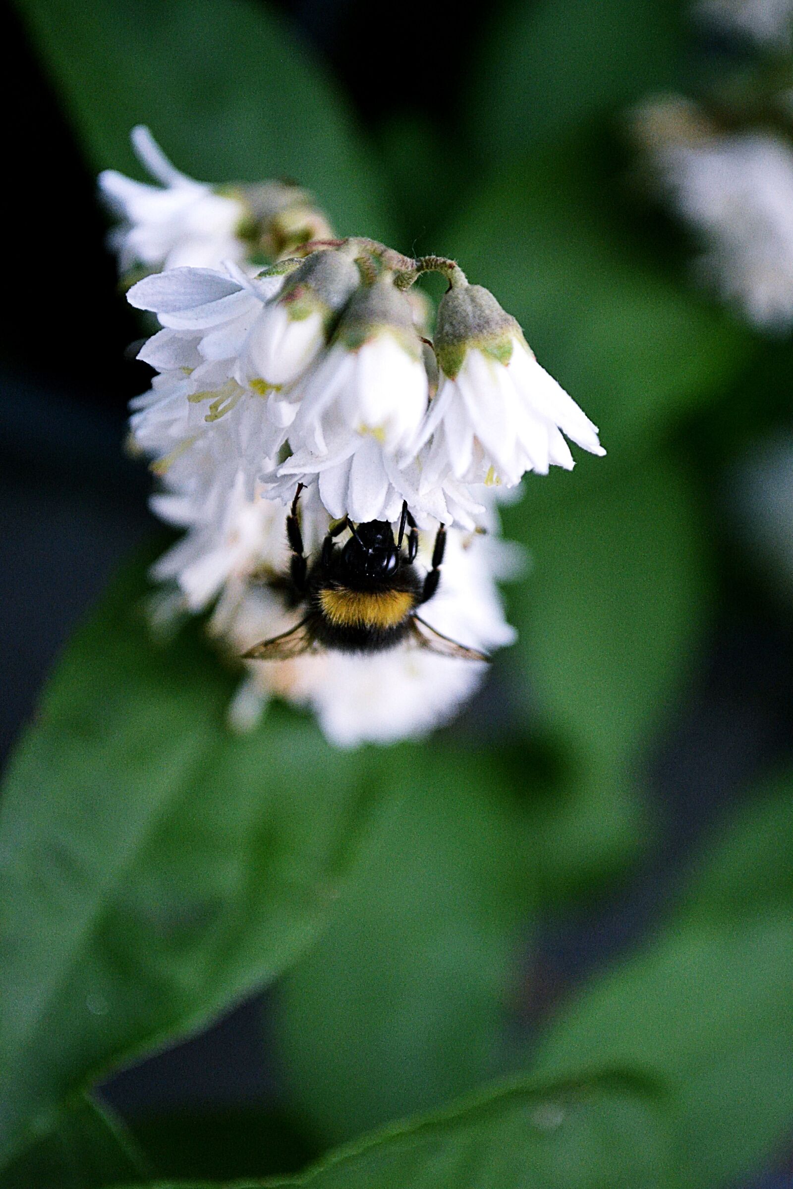 Nikon D3100 sample photo. Flowers, white, bumblebee photography