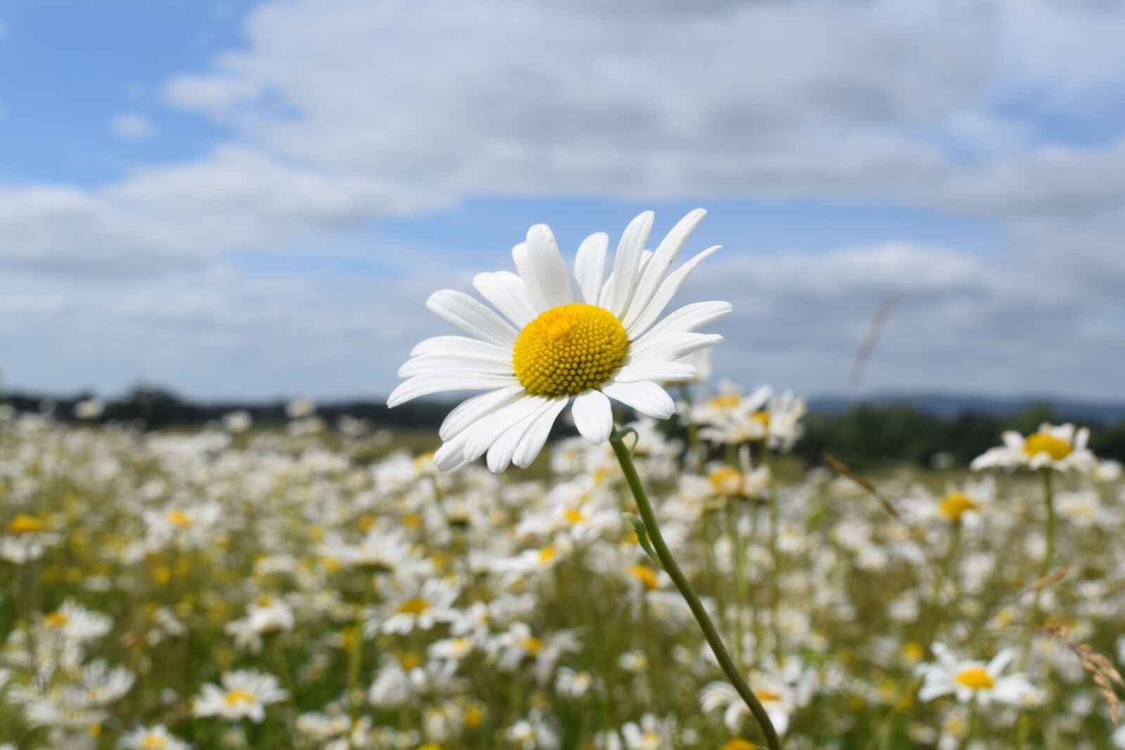 Nikon D3300 sample photo. Nature, flower field, outdoor photography