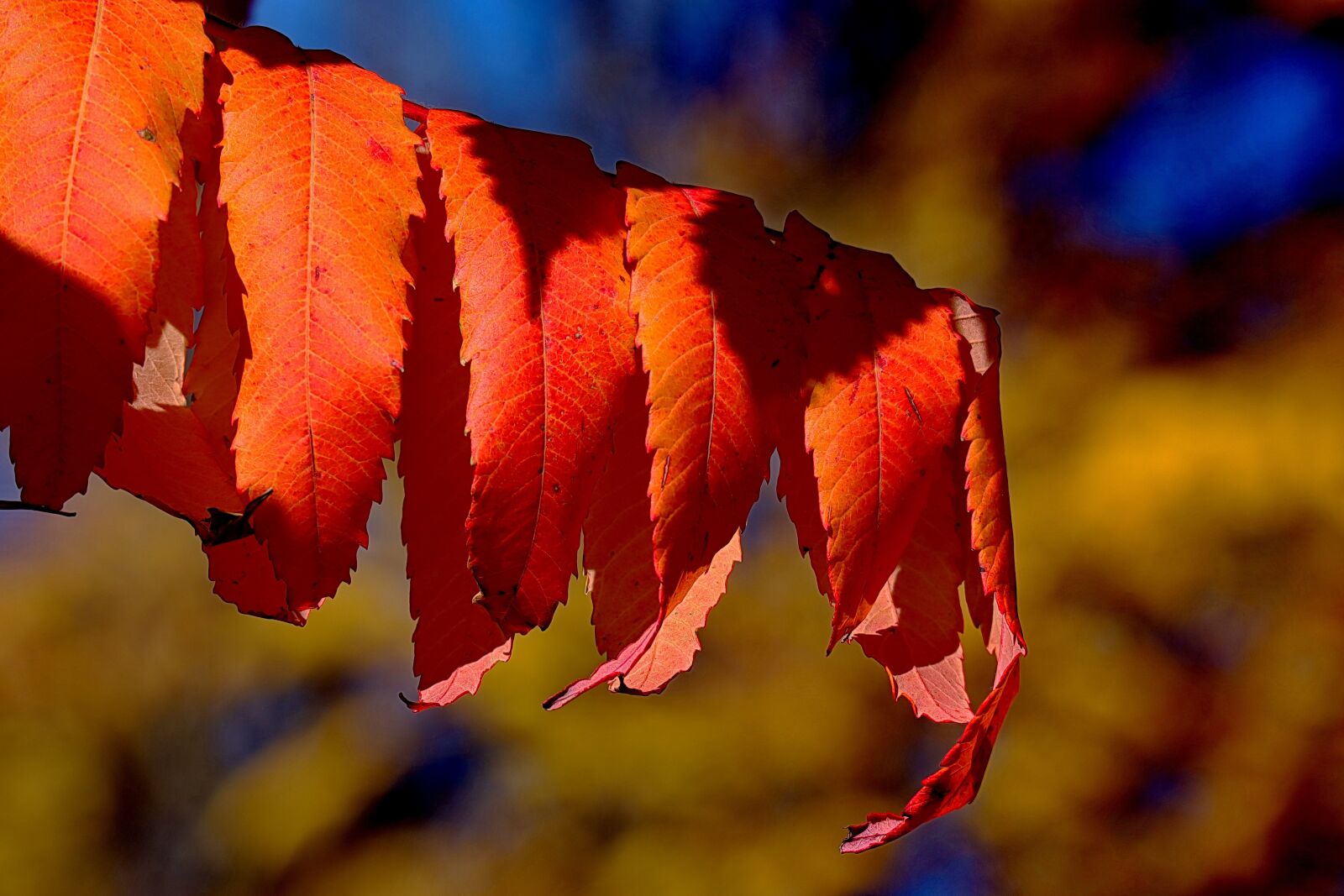 Canon EOS M50 (EOS Kiss M) sample photo. Rhus, autumn, leaves photography