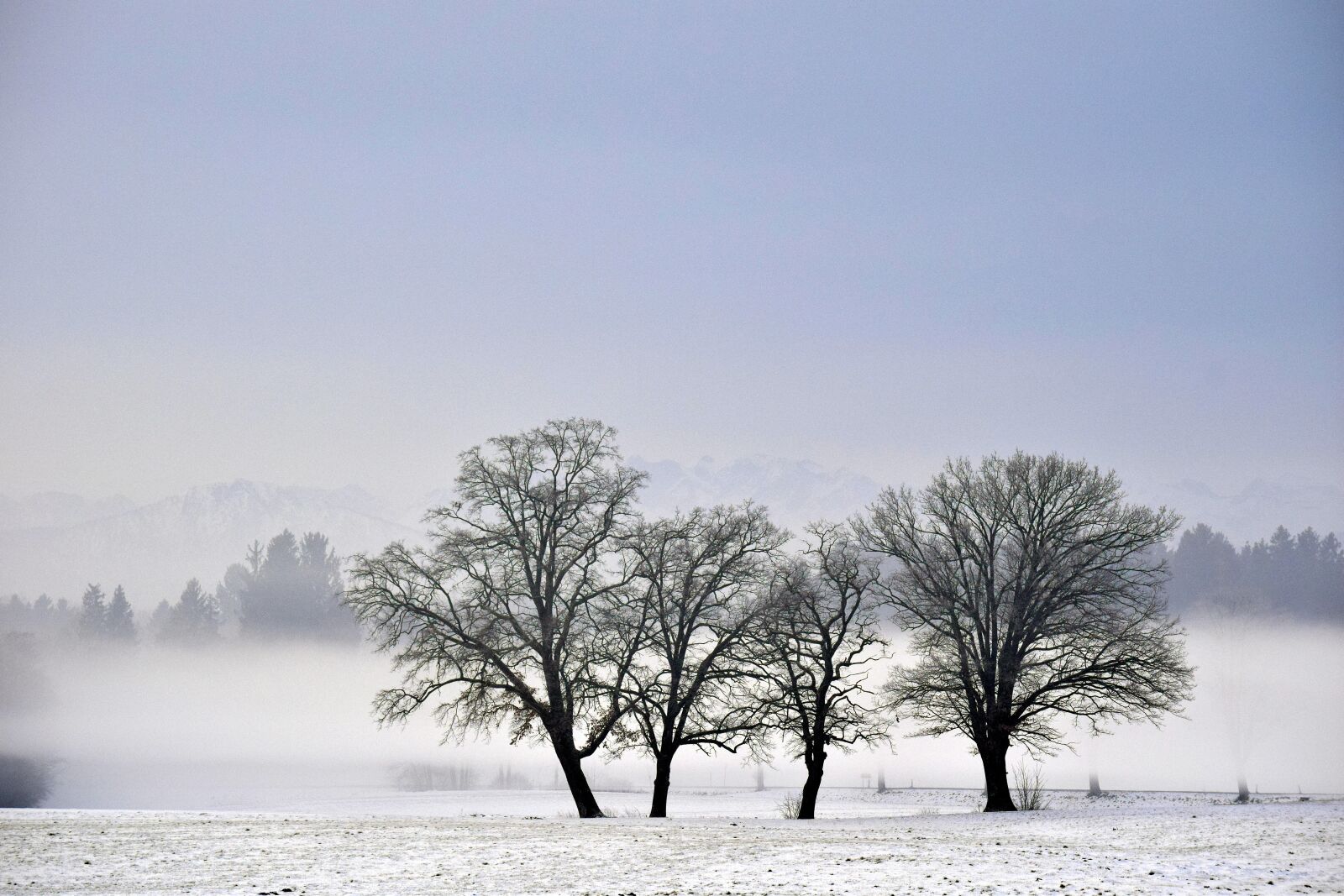 Nikon D3300 sample photo. Nature, tree, winter photography