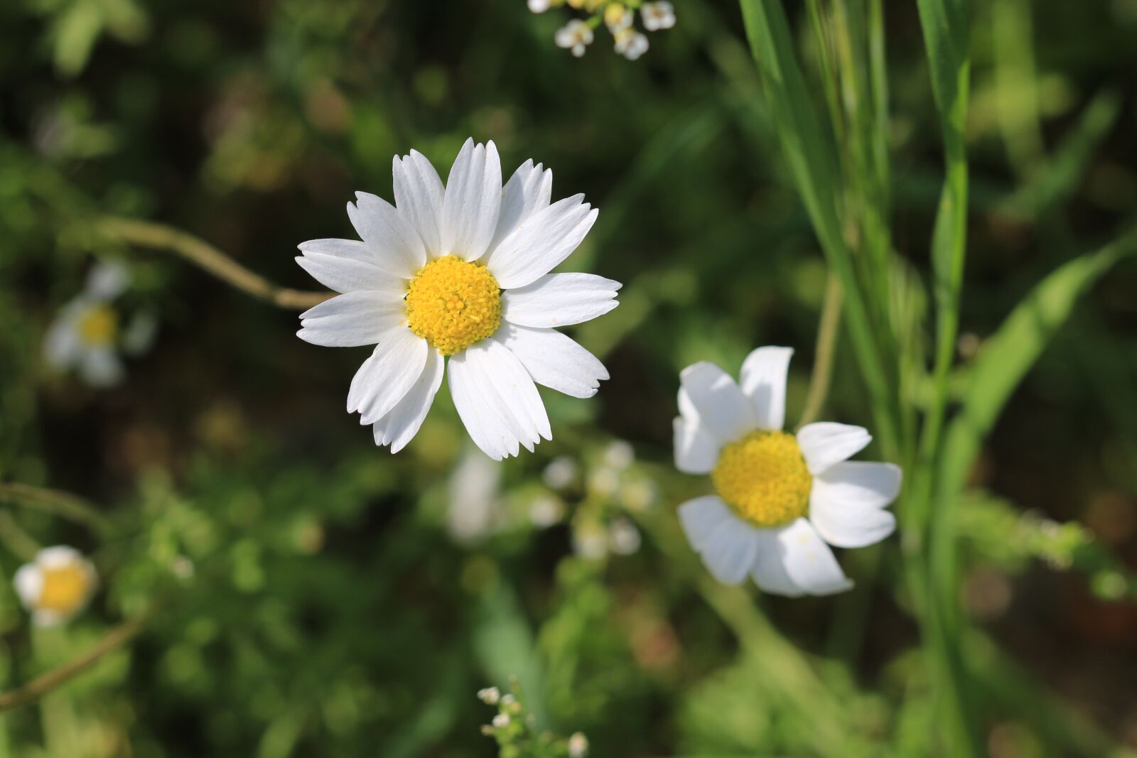 Canon EOS 70D + Canon EF 100mm F2.8 Macro USM sample photo. Daisy, green, flower photography