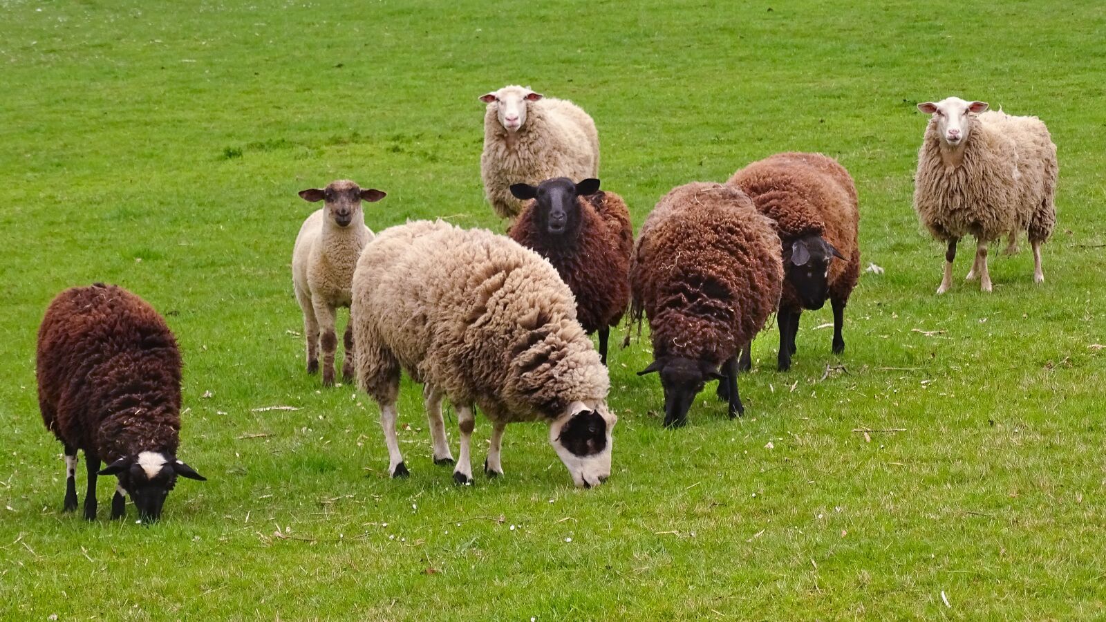 Sony Cyber-shot DSC-HX400V sample photo. Sheep, flock of sheep photography