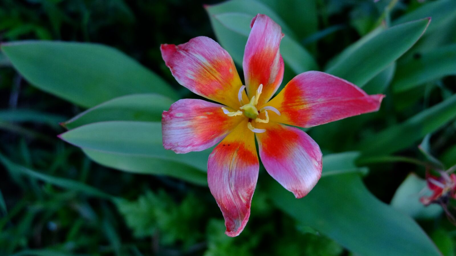 Fujifilm XC 16-50mm F3.5-5.6 OIS II sample photo. Nature, flower, garden photography