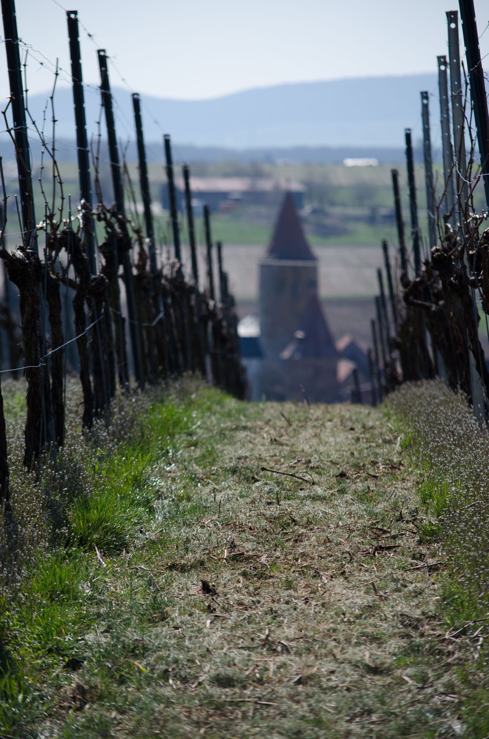 Nikon D5100 sample photo. Vineyard, wine, hiking photography