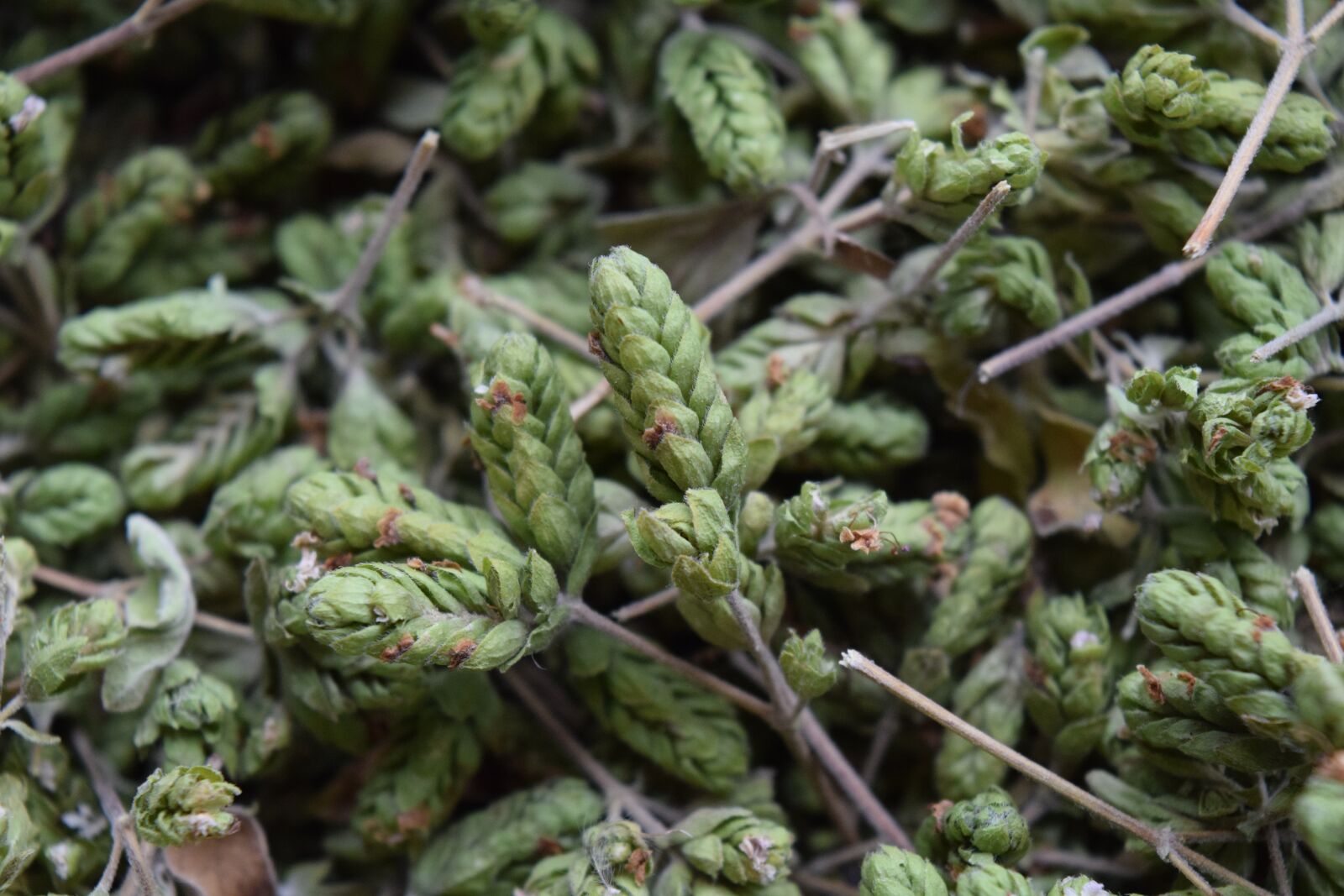 Nikon D3300 sample photo. Oregano, spice, herbs photography