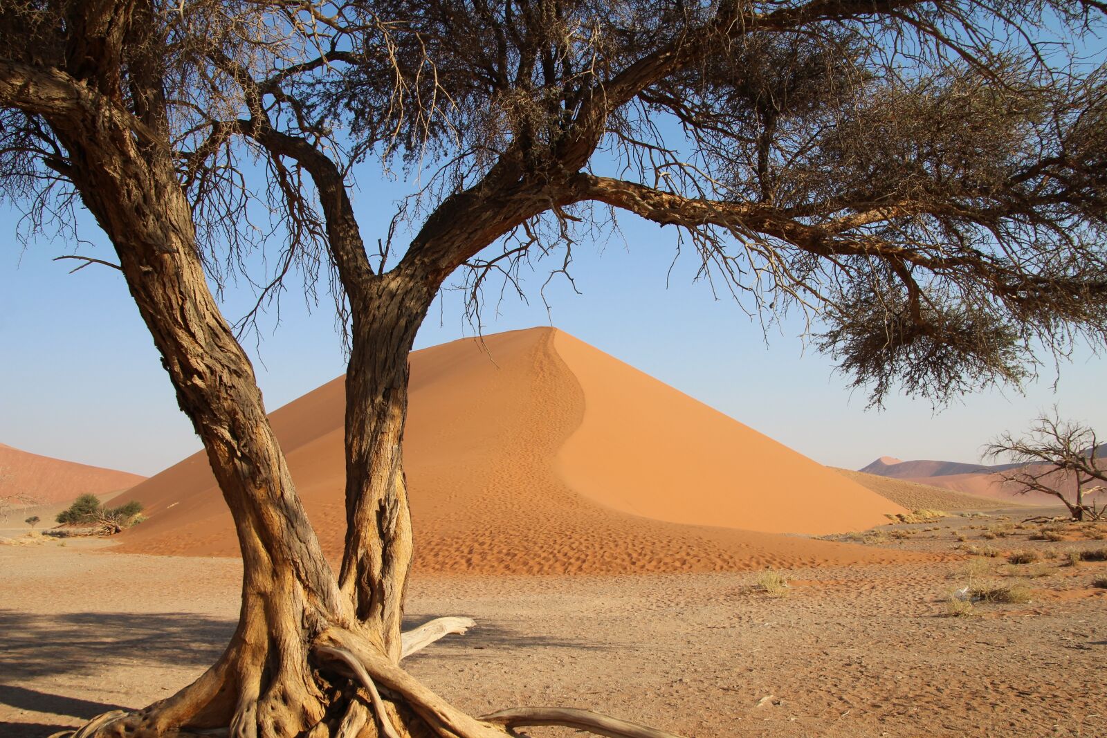 Canon EOS 1200D (EOS Rebel T5 / EOS Kiss X70 / EOS Hi) sample photo. Tree namibia, desert, africa photography