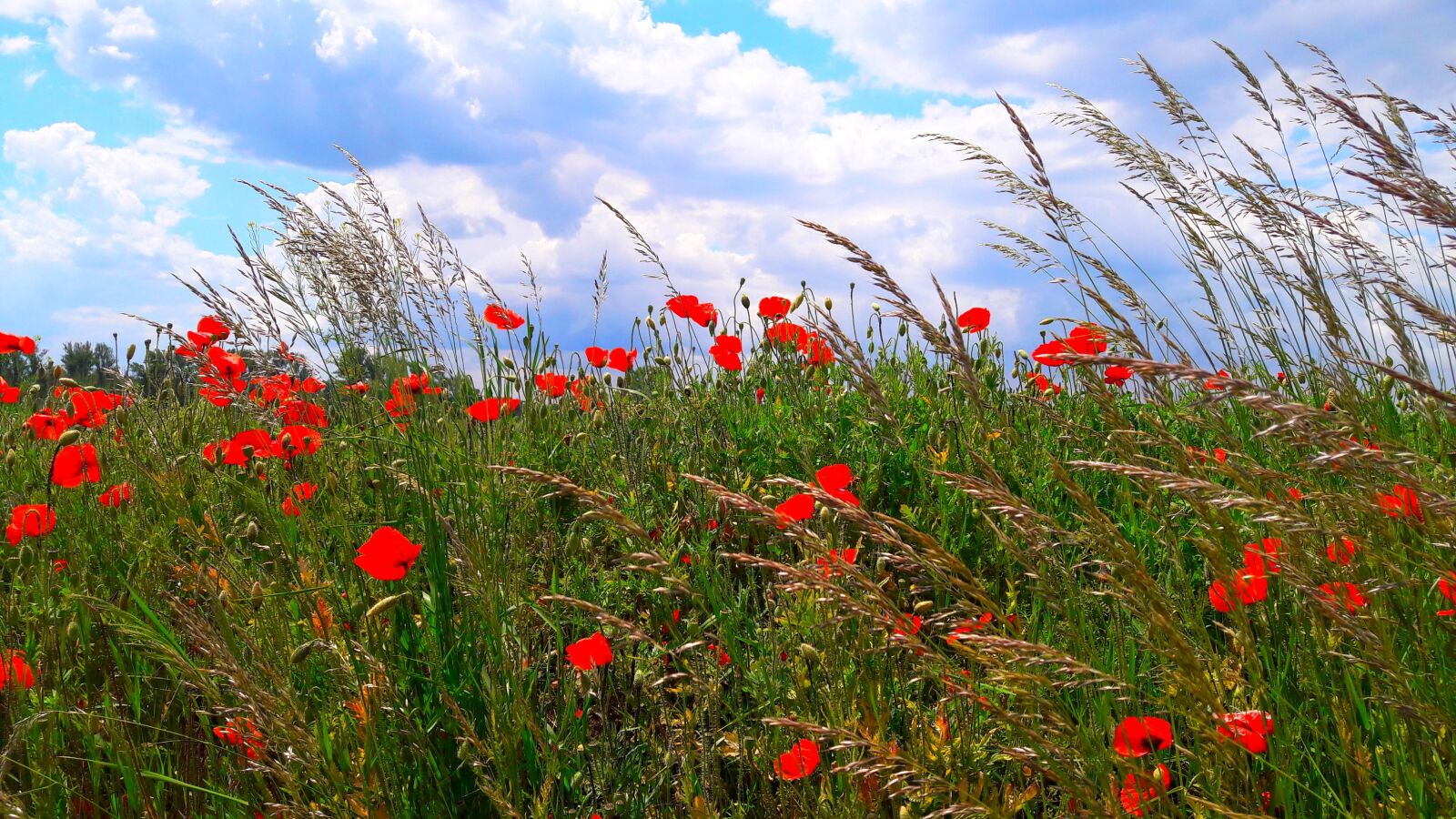 Samsung Galaxy A5(2016) sample photo. Fields, wild flowers, poppy photography