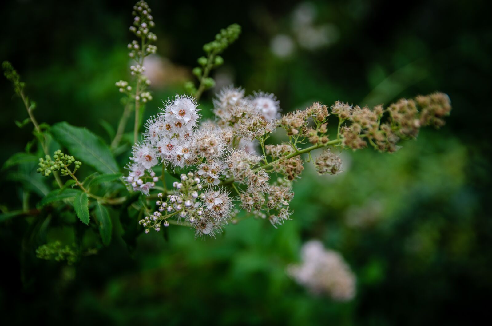 Nikon D5100 sample photo. Flowers, plant, macro photography