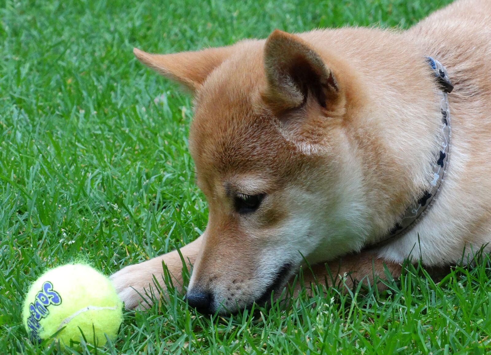 Sony Cyber-shot DSC-HX300 sample photo. Dog, remote access, shiba photography