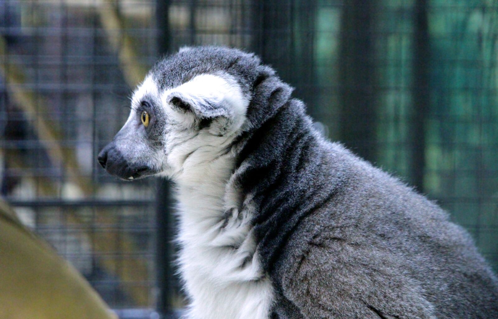 Canon EOS 650D (EOS Rebel T4i / EOS Kiss X6i) sample photo. Ring-tailed lemur, a ring-tailed photography