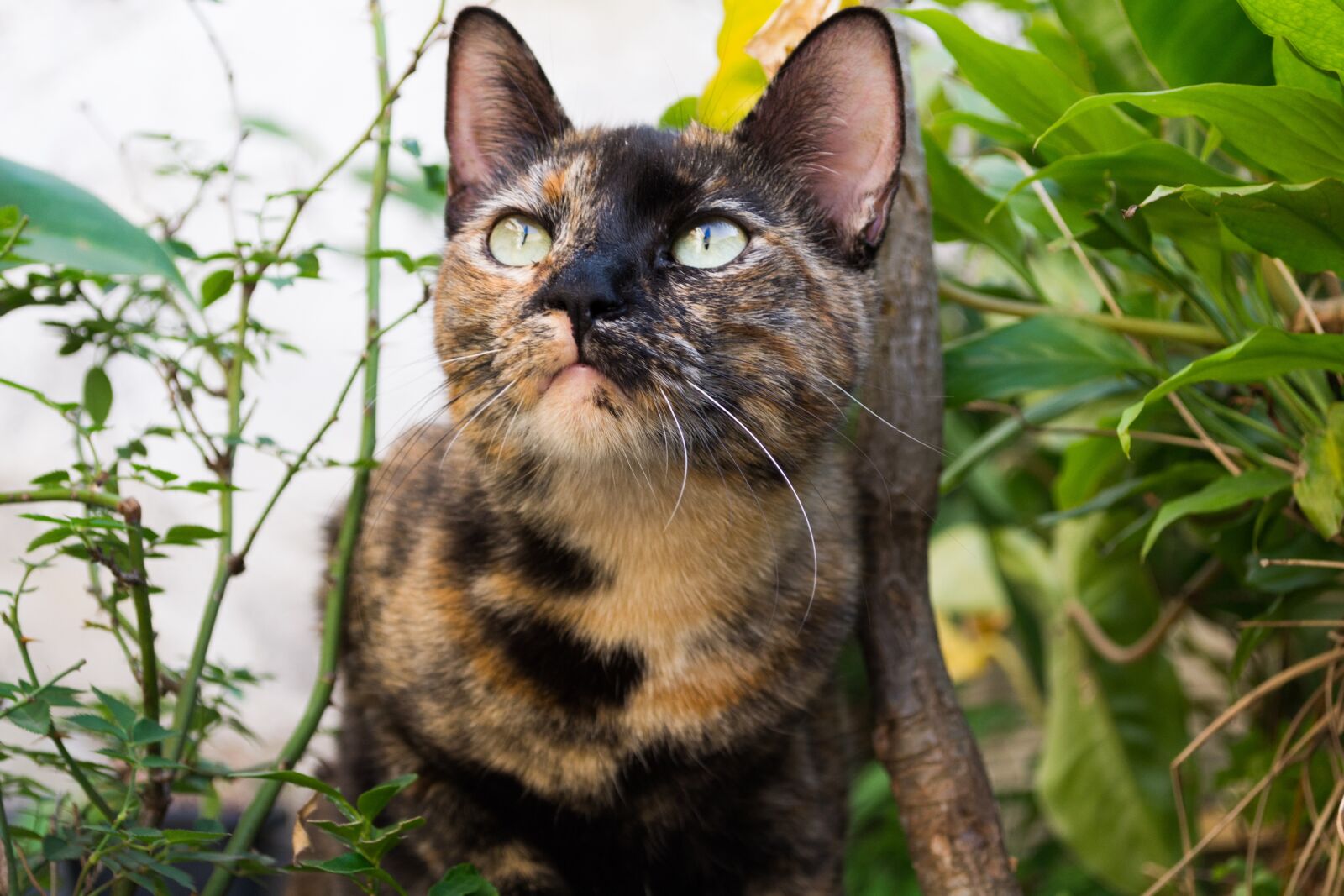 Nikon D3100 sample photo. Cat, garden, animal photography