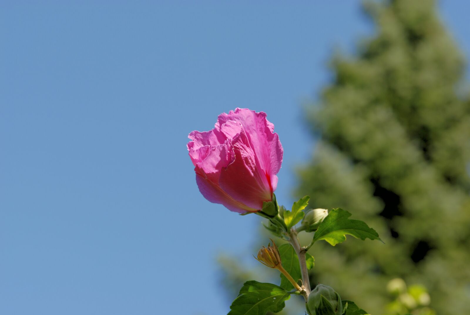 Nikon D200 sample photo. Macro, flower, plant photography