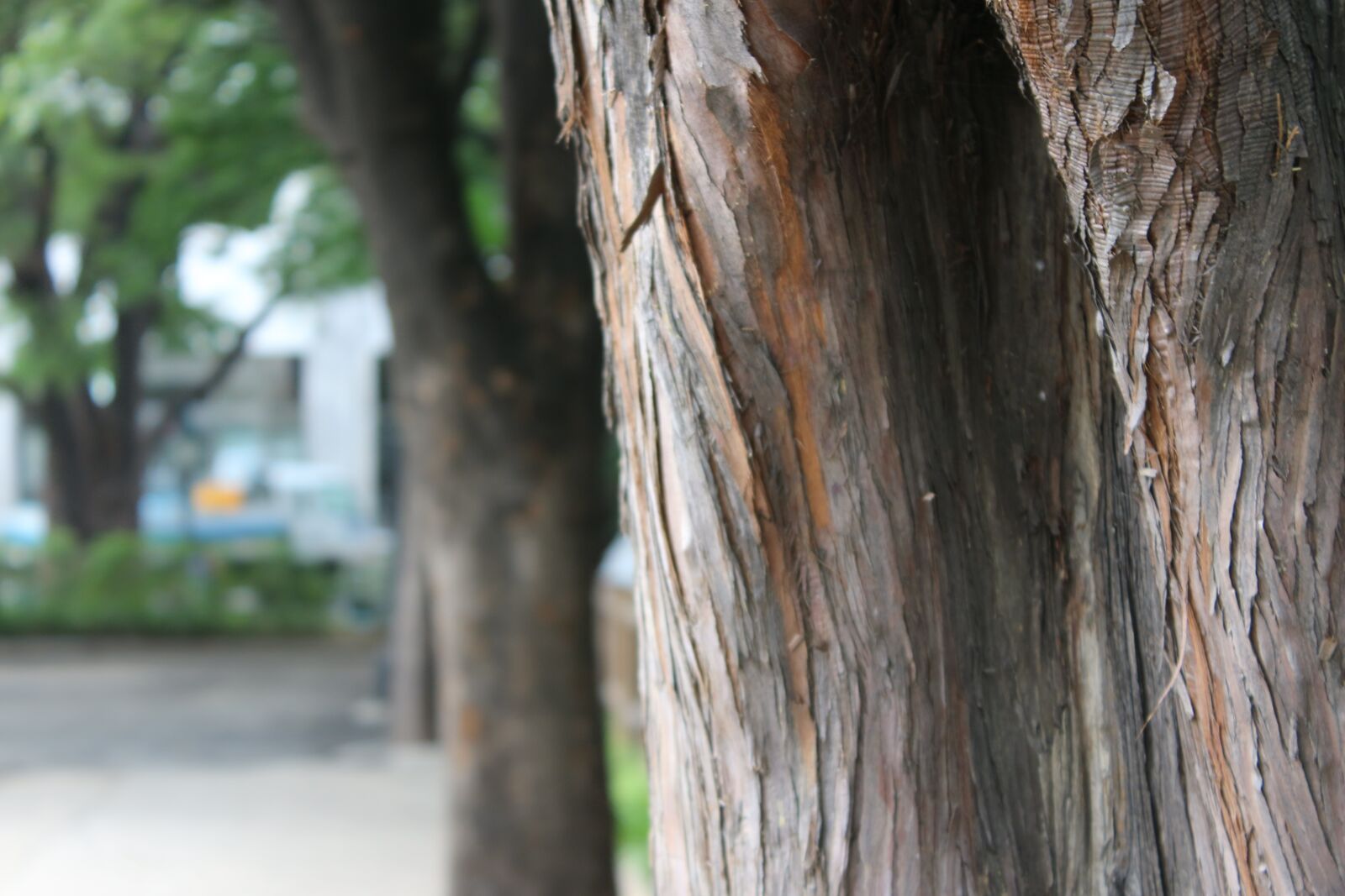 Canon EOS 650D (EOS Rebel T4i / EOS Kiss X6i) sample photo. Tree, wood, the scenery photography