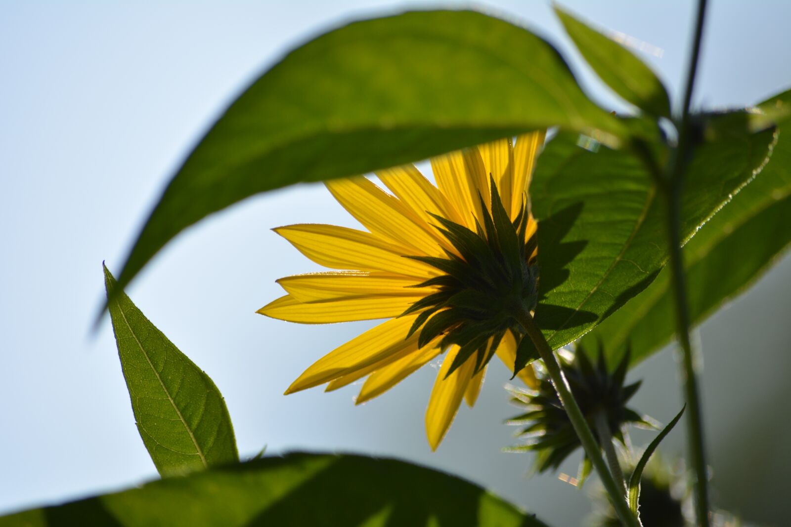 Nikon D5200 sample photo. Sunflower, flower, nature photography