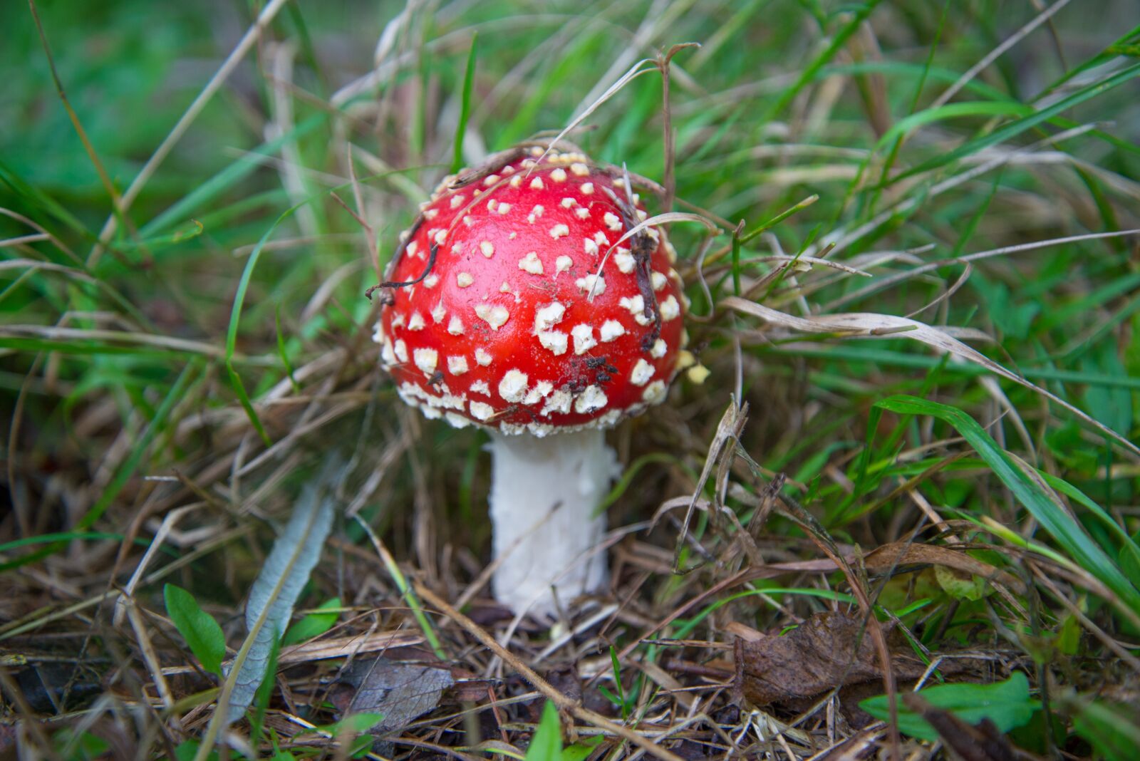 Nikon D610 sample photo. Fly agaric, mushroom, red photography