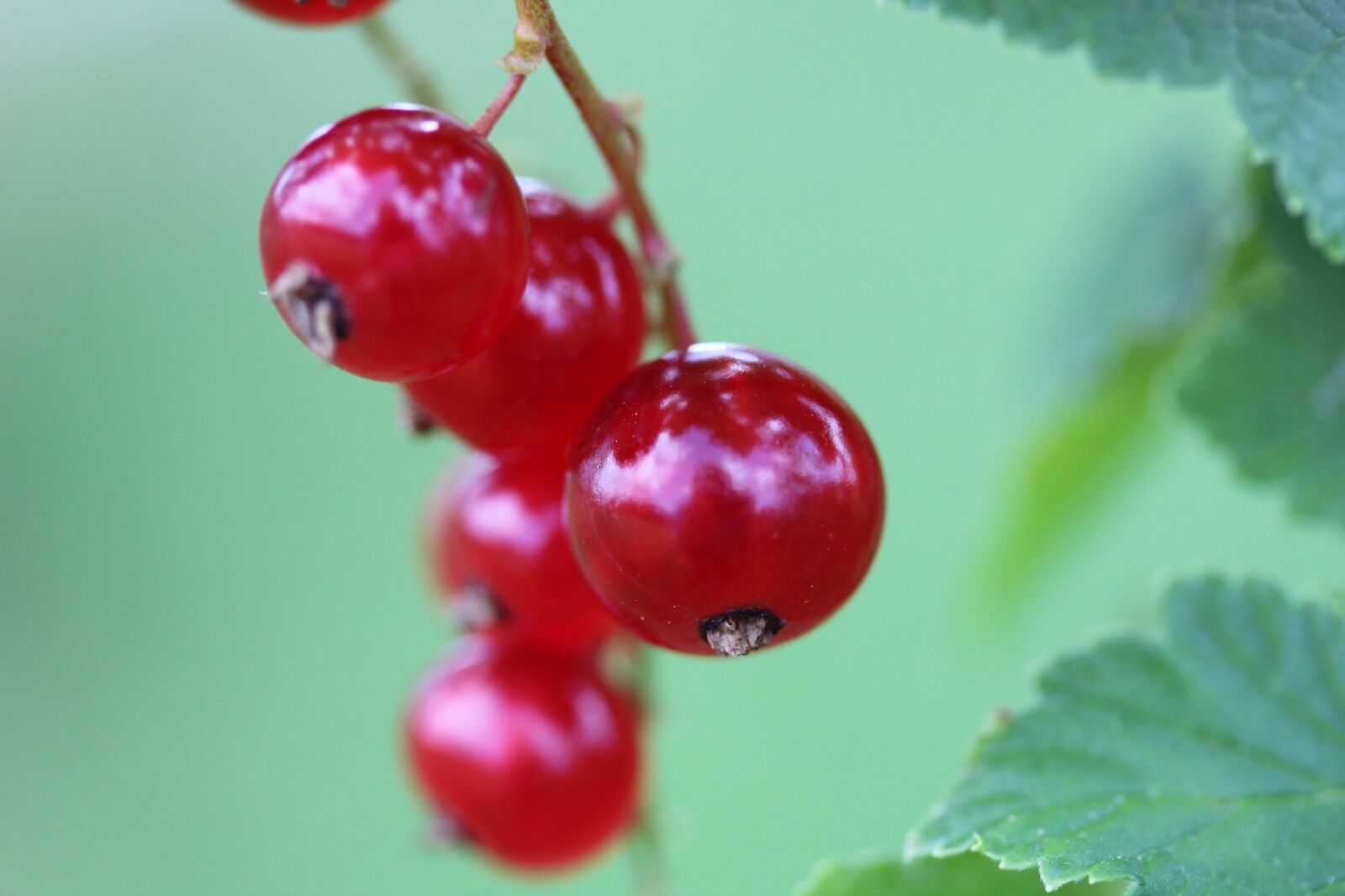 Canon EF-S 60mm F2.8 Macro USM sample photo. Berry, red, red berry photography