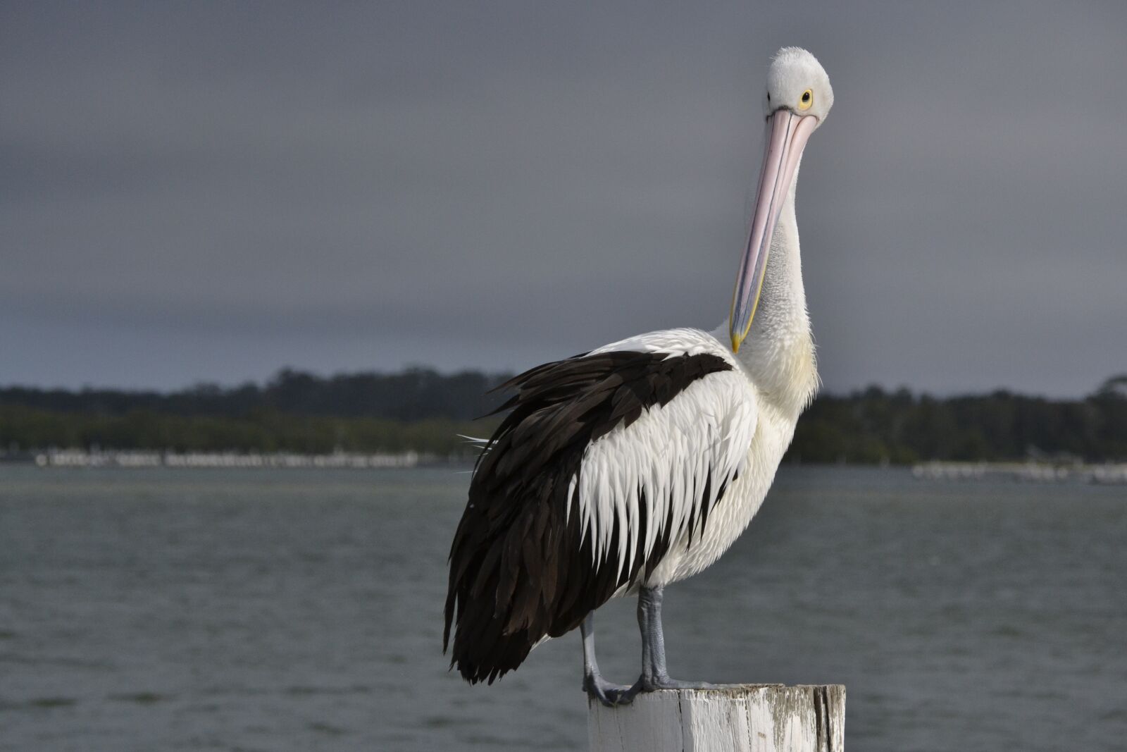 Nikon D3100 sample photo. Pelican, seabird, wildlife photography
