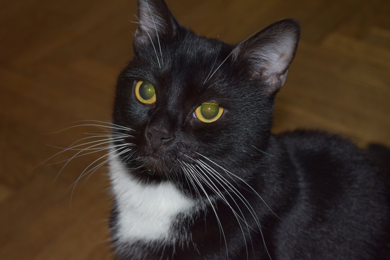 Nikon D3300 sample photo. Portrait, cat, pet photography