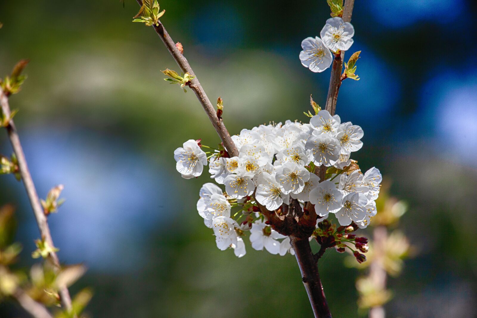 Canon EOS 5D Mark II sample photo. Flower, bee, insect photography