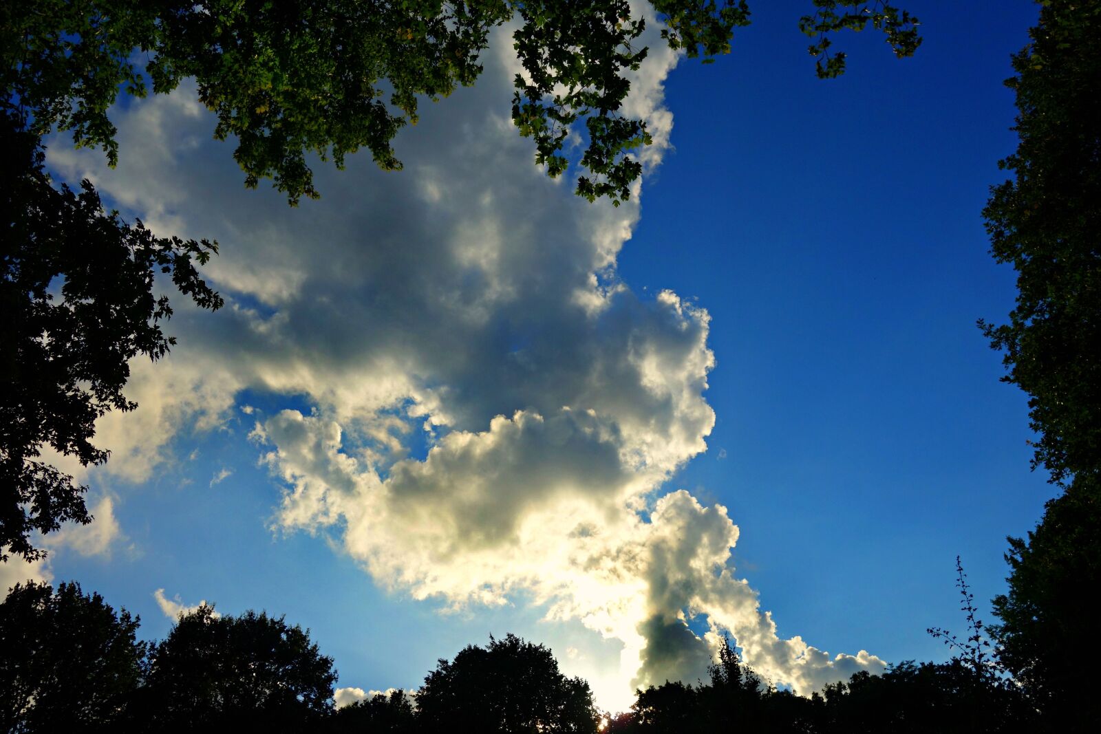 Sony Cyber-shot DSC-RX100 sample photo. Tree tops, sky, clouds photography