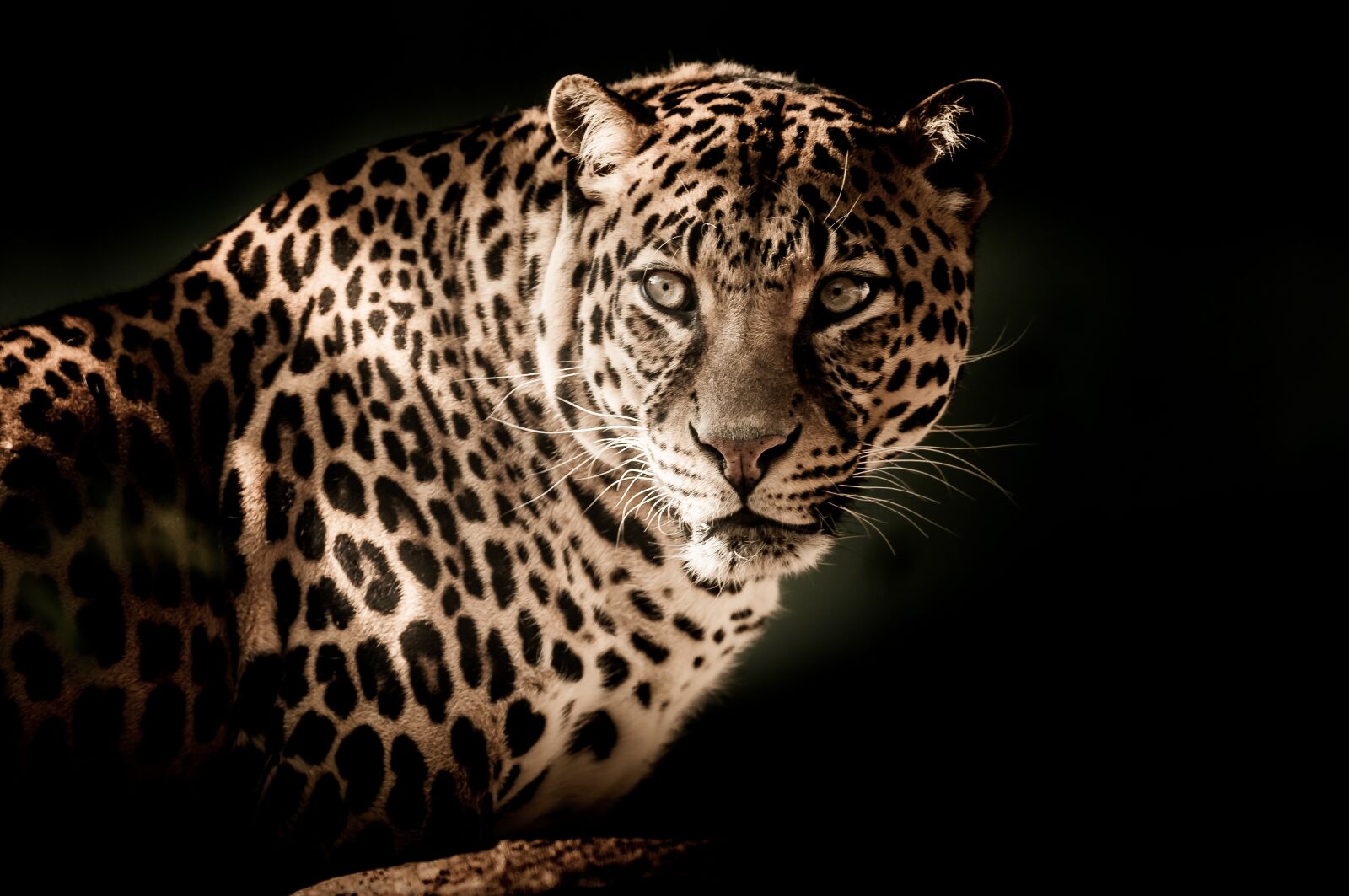Nikon D90 sample photo. Leopard, wildcat, wildlife photography