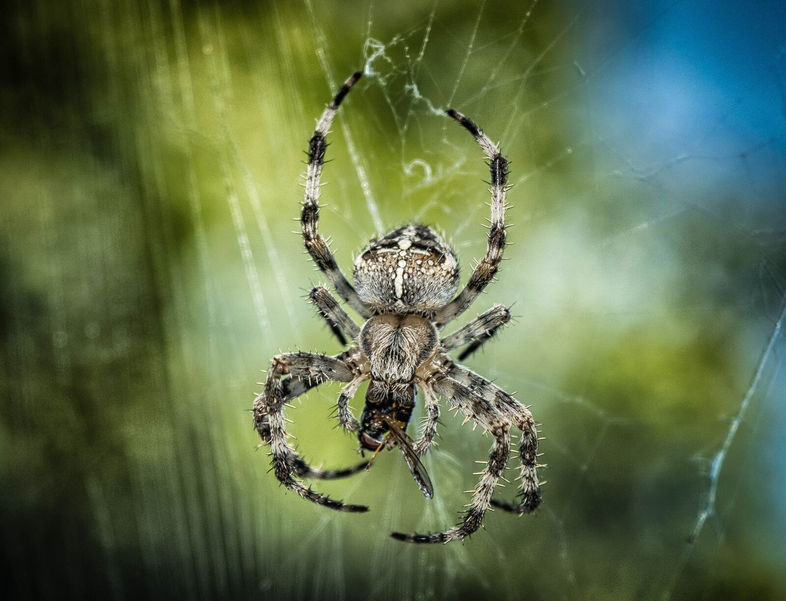 Nikon D3300 sample photo. Spider, araneus, insect photography