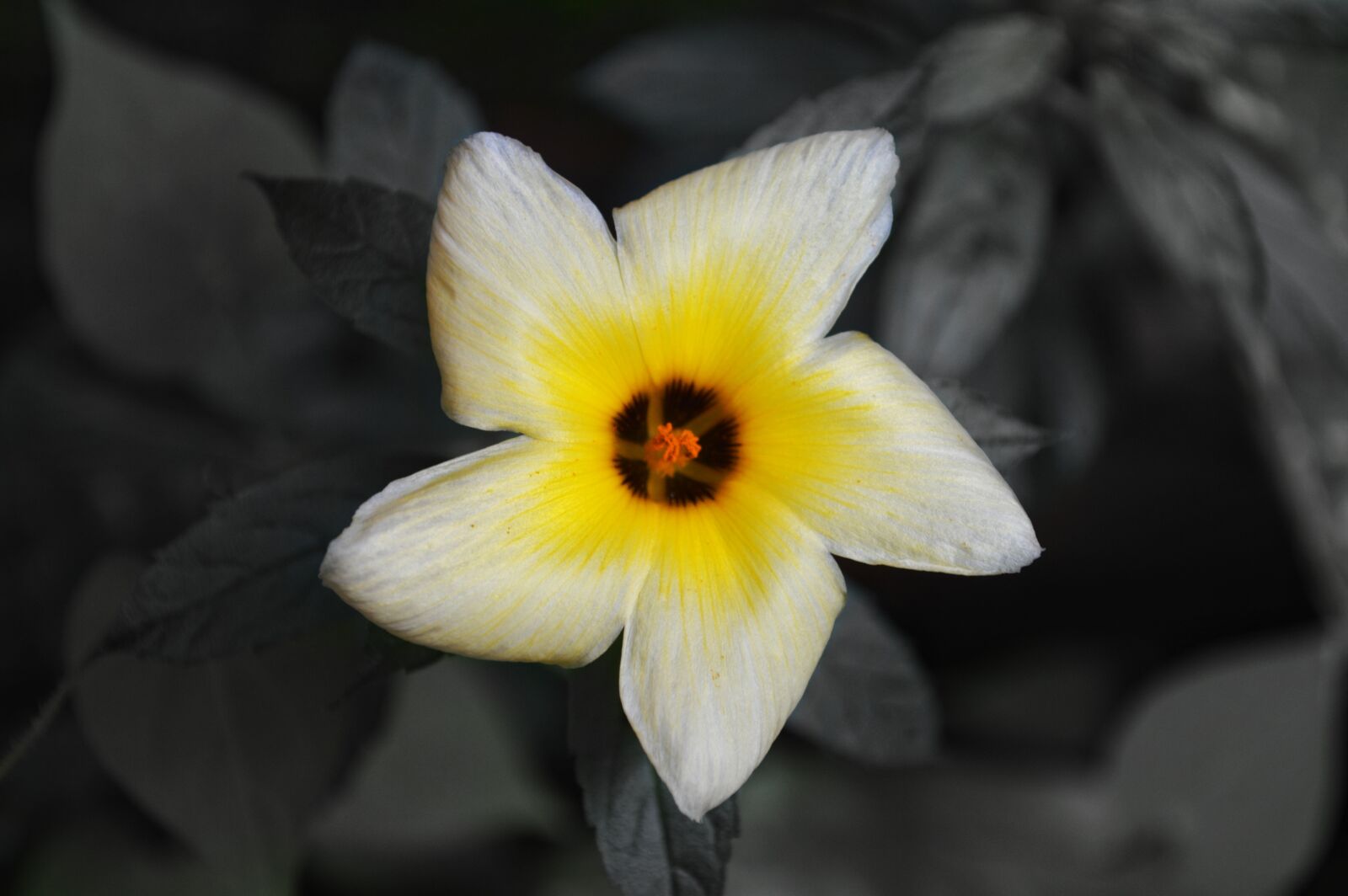 Nikon D3200 sample photo. Flower, nature, plant photography