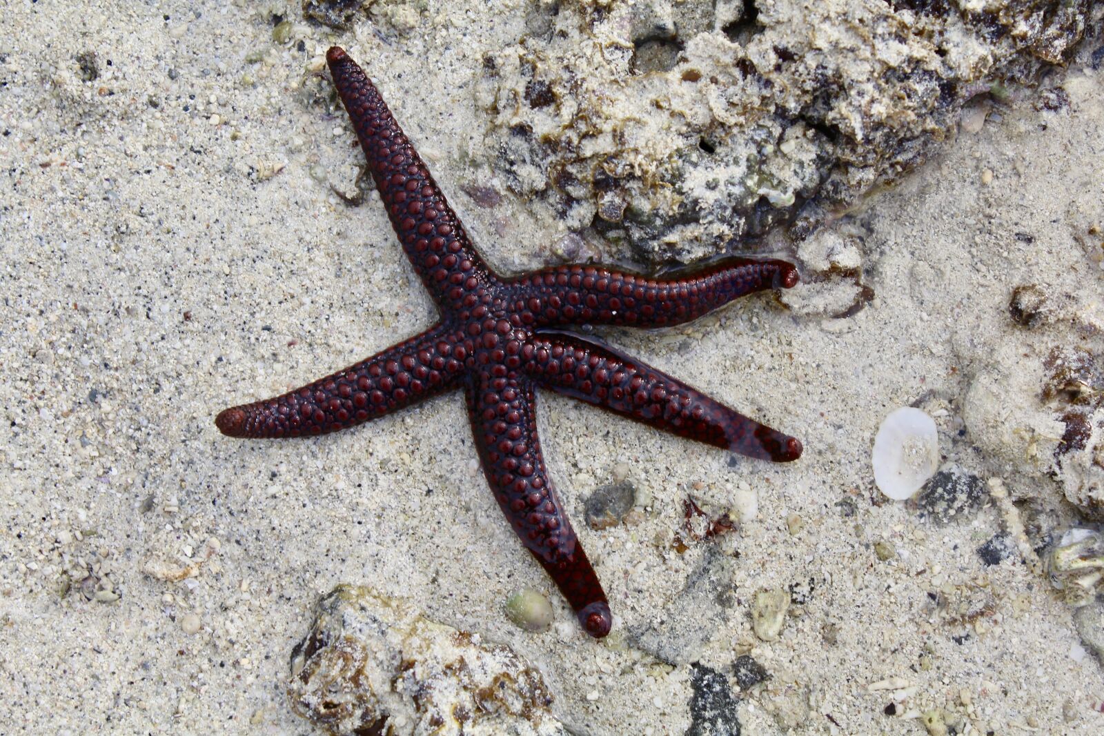 Canon EOS 1200D (EOS Rebel T5 / EOS Kiss X70 / EOS Hi) sample photo. Sea star, sea, star photography