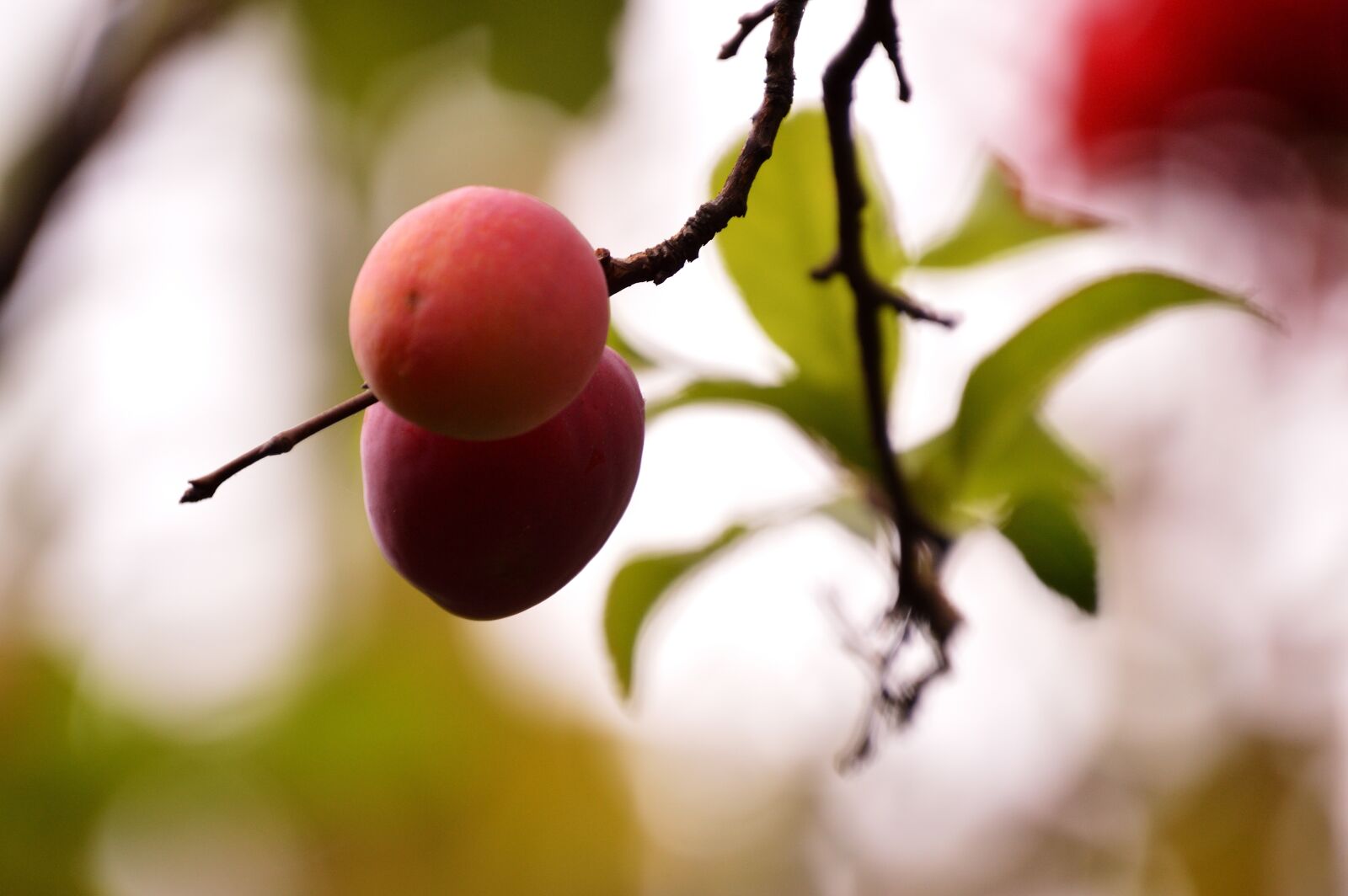 Nikon D3200 sample photo. Fresh, summer, tree photography