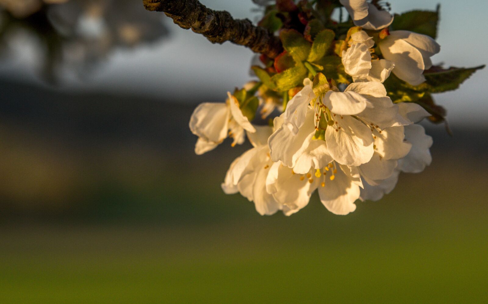 Canon EOS 60D sample photo. Cherry, blossom, bloom photography