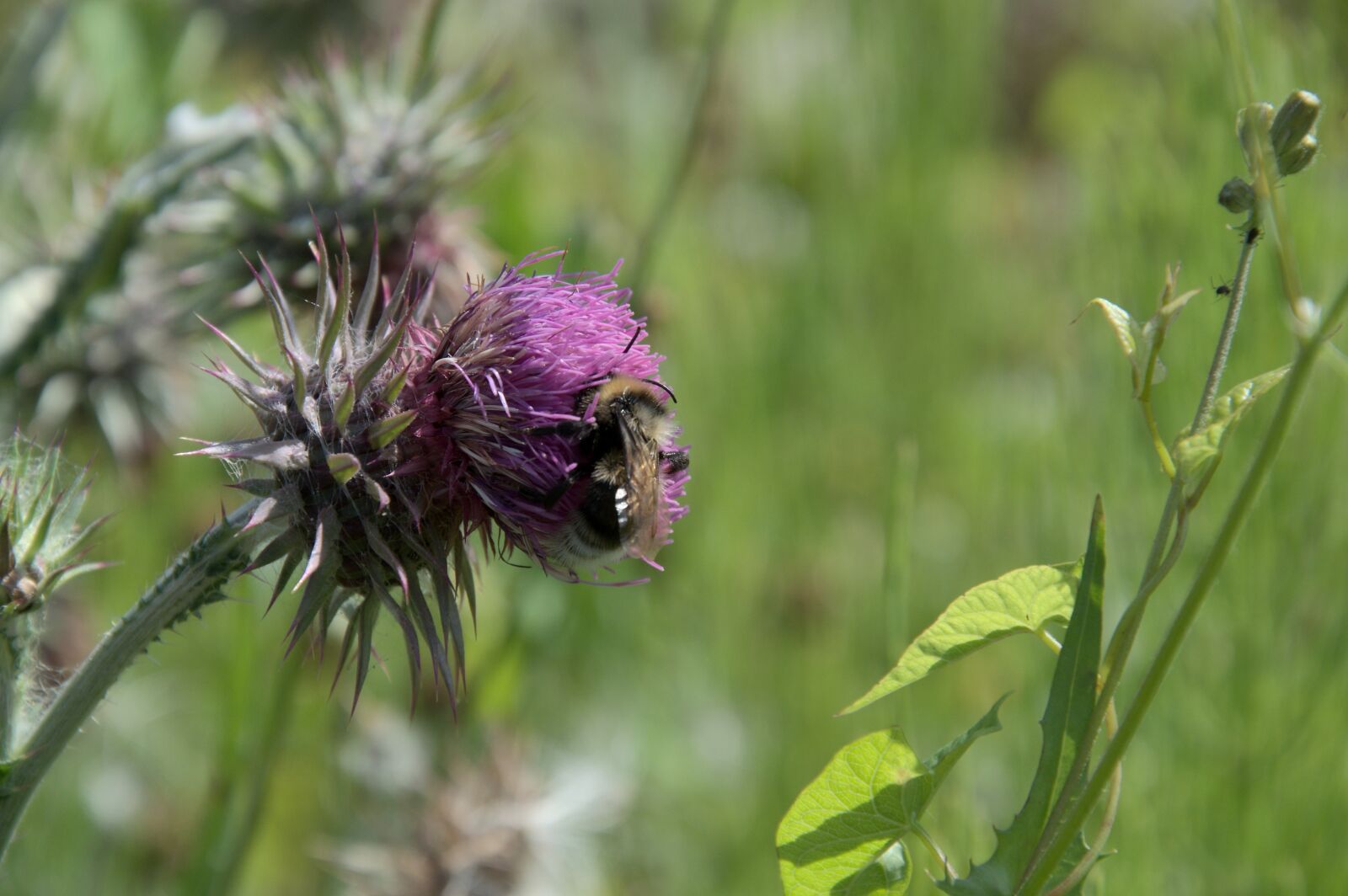 Nikon D5000 sample photo. Summer, meadow, grass photography