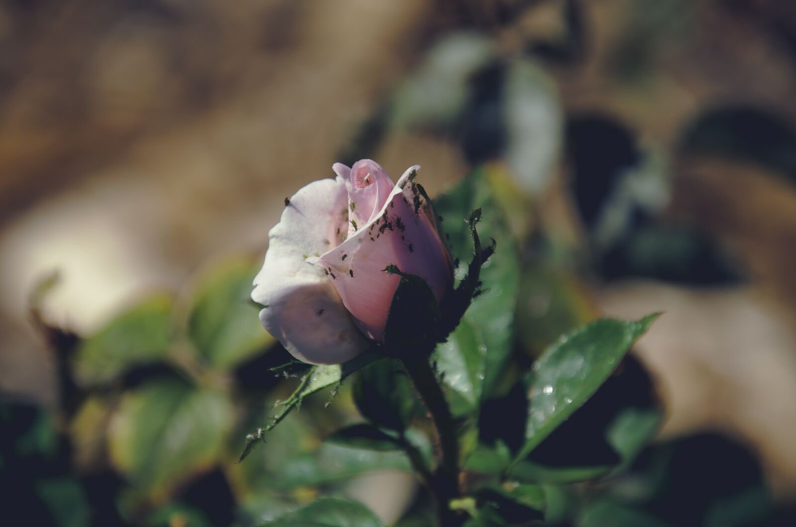 Nikon D7000 sample photo. Flower, pink, rose photography