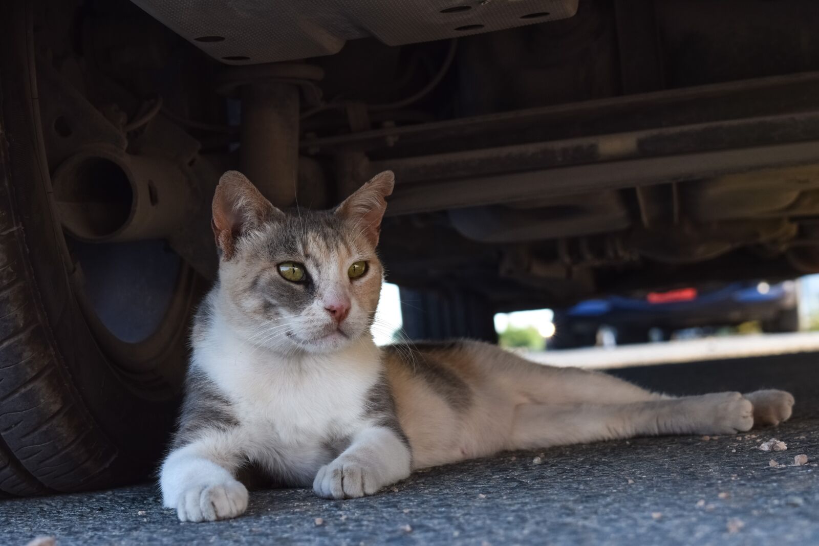 Nikon D3300 sample photo. Cat, stray, animal photography