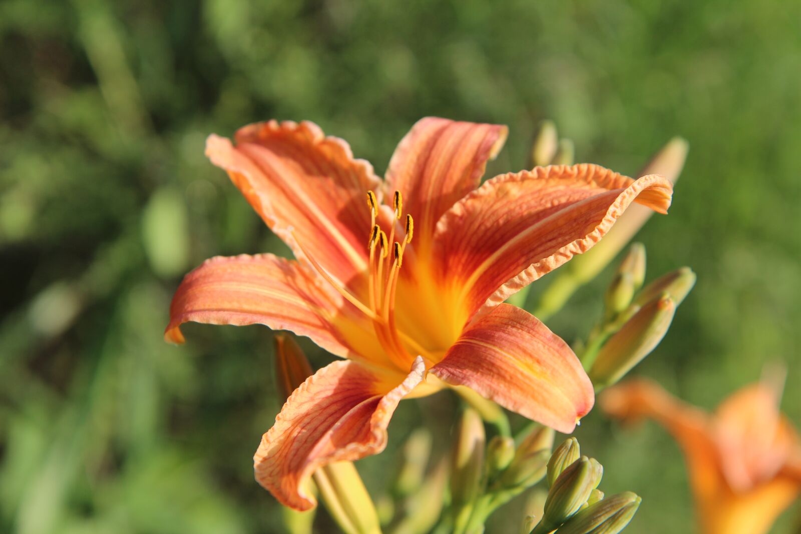 Canon EOS 600D (Rebel EOS T3i / EOS Kiss X5) sample photo. Lys, lily orange, flowering photography