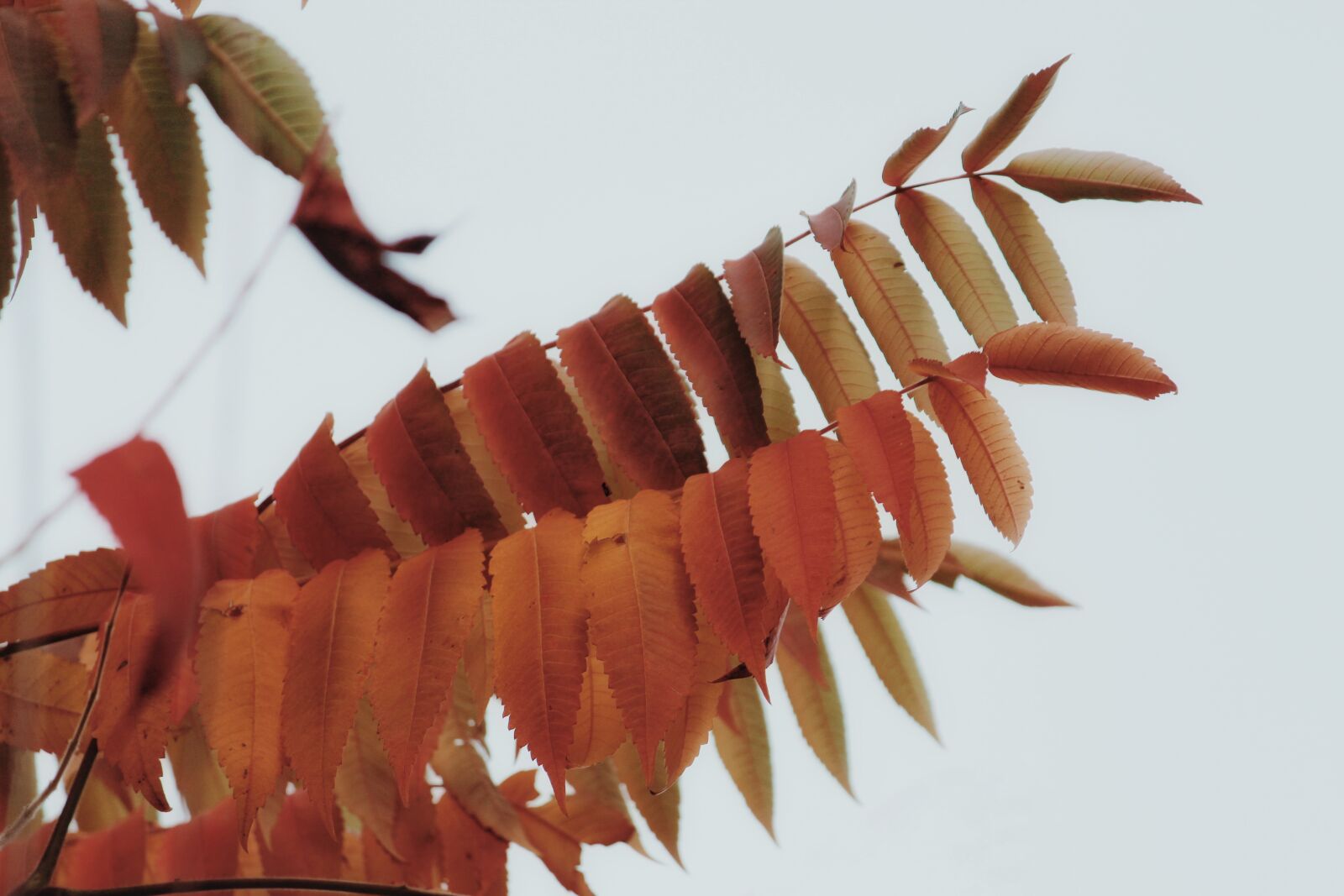 Canon EOS 1200D (EOS Rebel T5 / EOS Kiss X70 / EOS Hi) sample photo. Autumn, tree, leaves photography