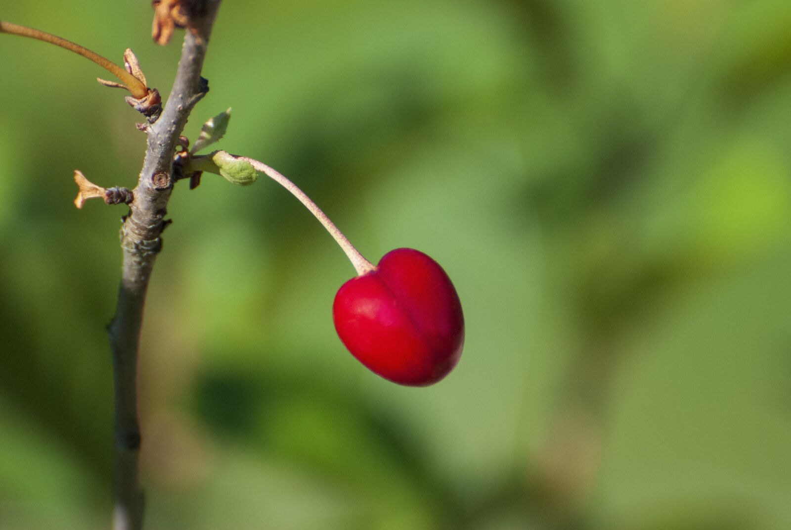 Nikon D80 sample photo. Nature, cherry, garden photography