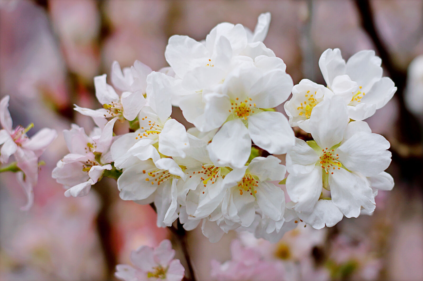 Canon EOS 70D + Canon EF 50mm F1.8 STM sample photo