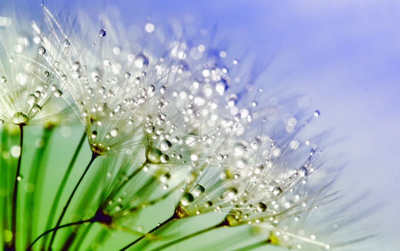 Canon EOS 550D (EOS Rebel T2i / EOS Kiss X4) sample photo. Beautiful, blur, close, up photography